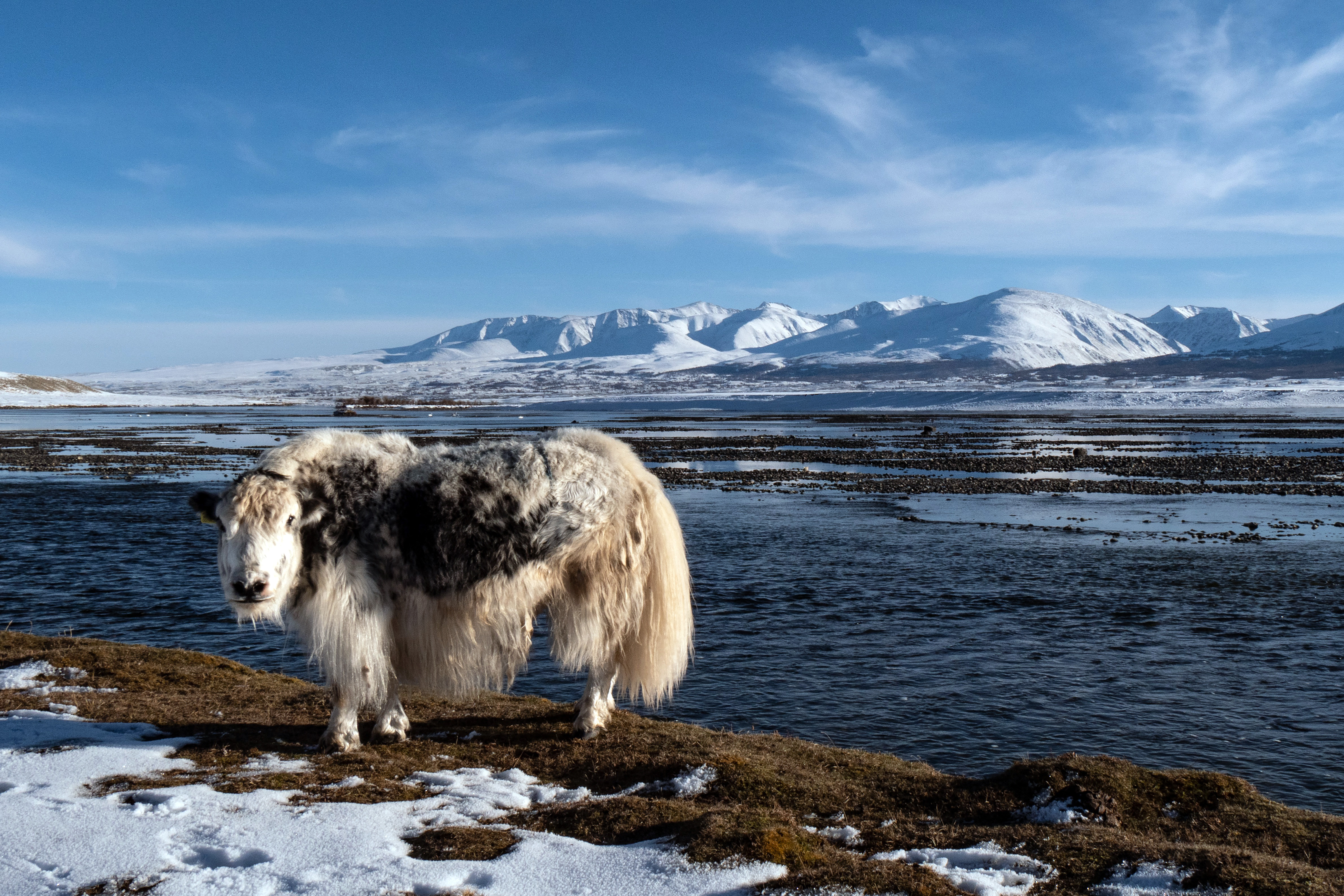 Ein Yak am Khoton-See in der Mongolei