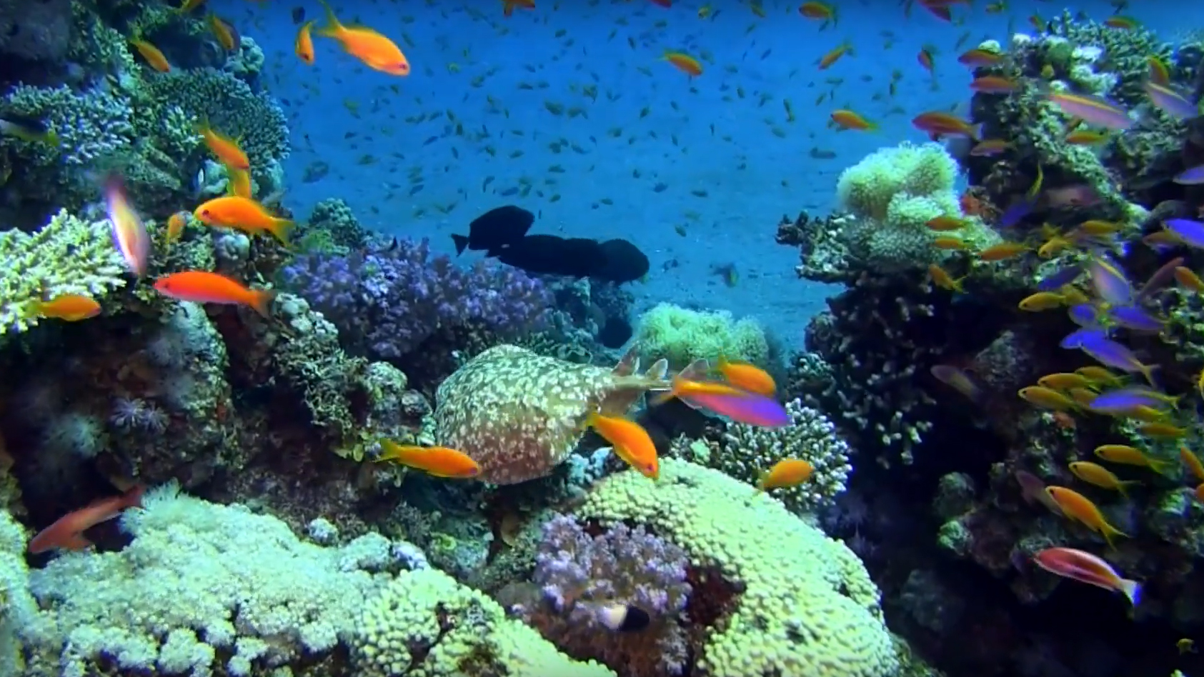 Still from the video " Ocean 4 Life – Securing sustainable ocean development" 