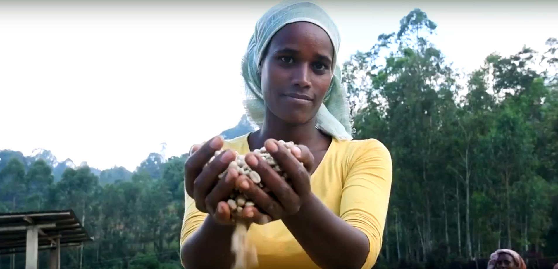 Still from the video "Coffee and honey from Ethiopian forests"
