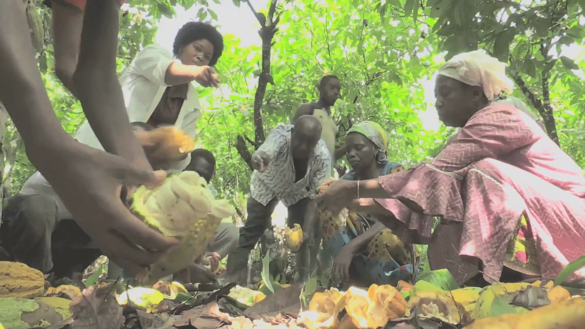 Still from the video "On the road to a sustainable cocoa sector"