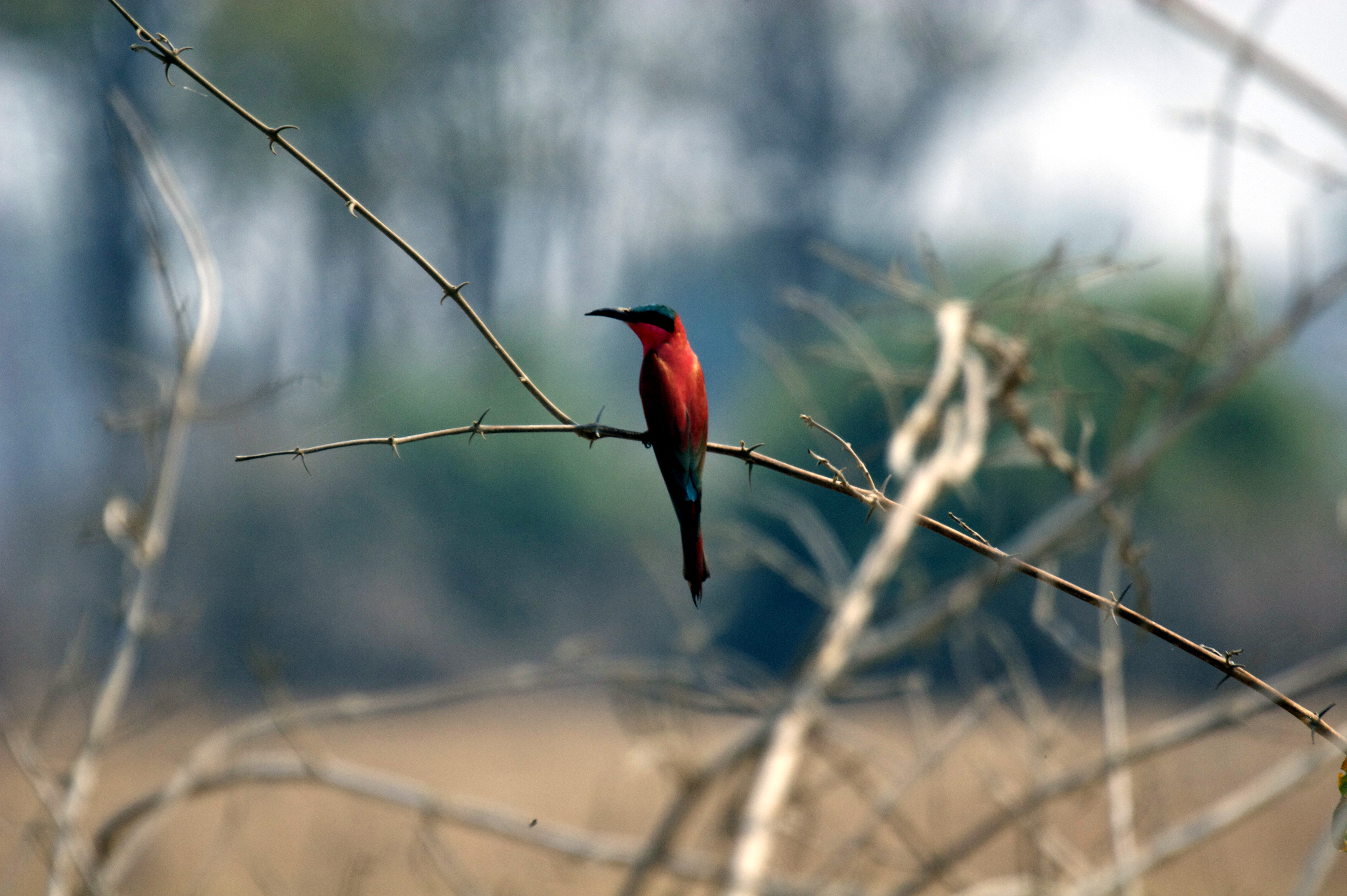 Ein Bienenfresser in Sambia