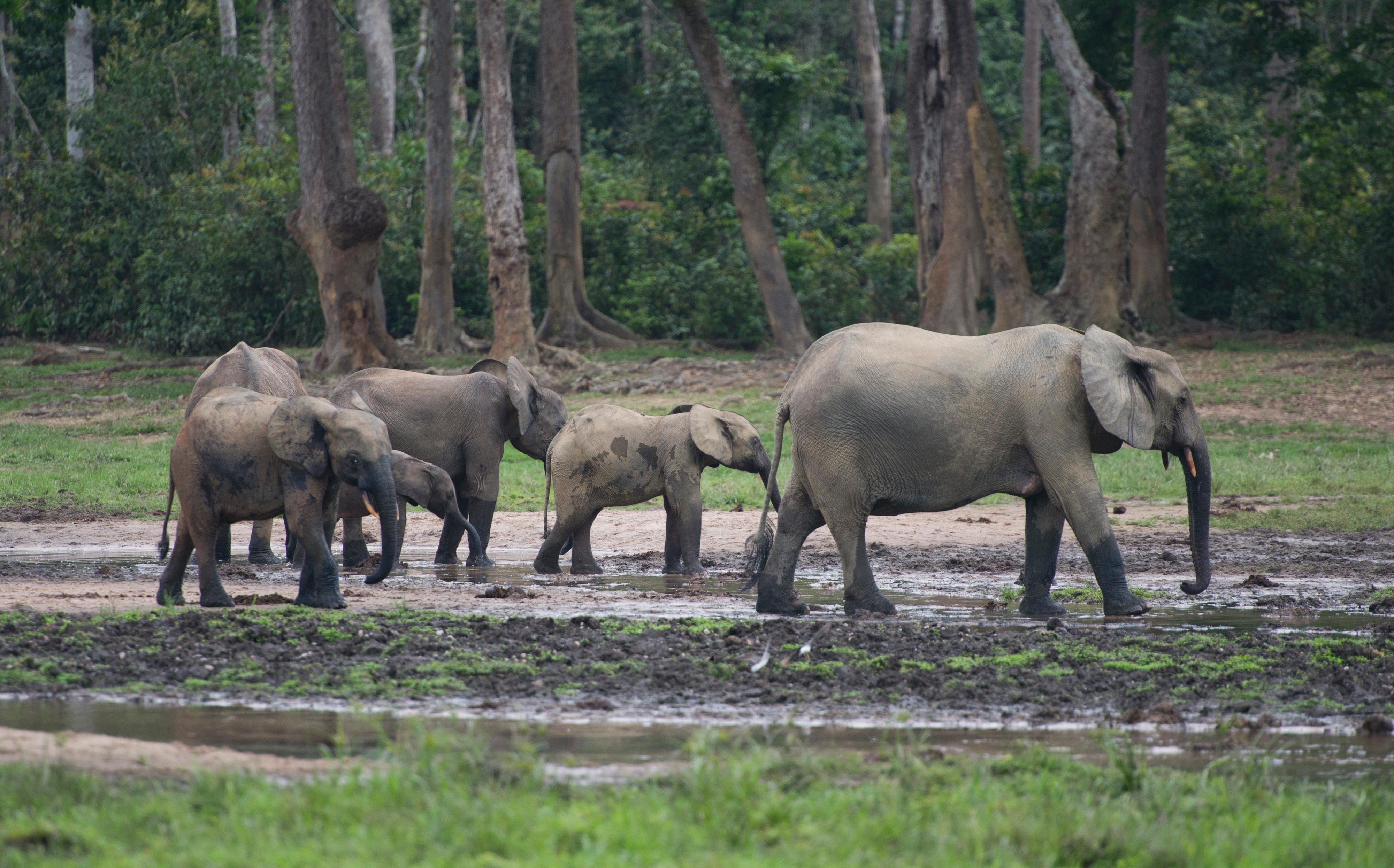 Afri­ka­ni­sche Wal­dele­fan­ten im Dzan­ga-Sang­ha-Na­tio­nal­park im Drei­län­der­eck Re­pu­blik Kon­go, Ka­me­run und Zen­tral­afri­ka­ni­sche Re­pu­blik