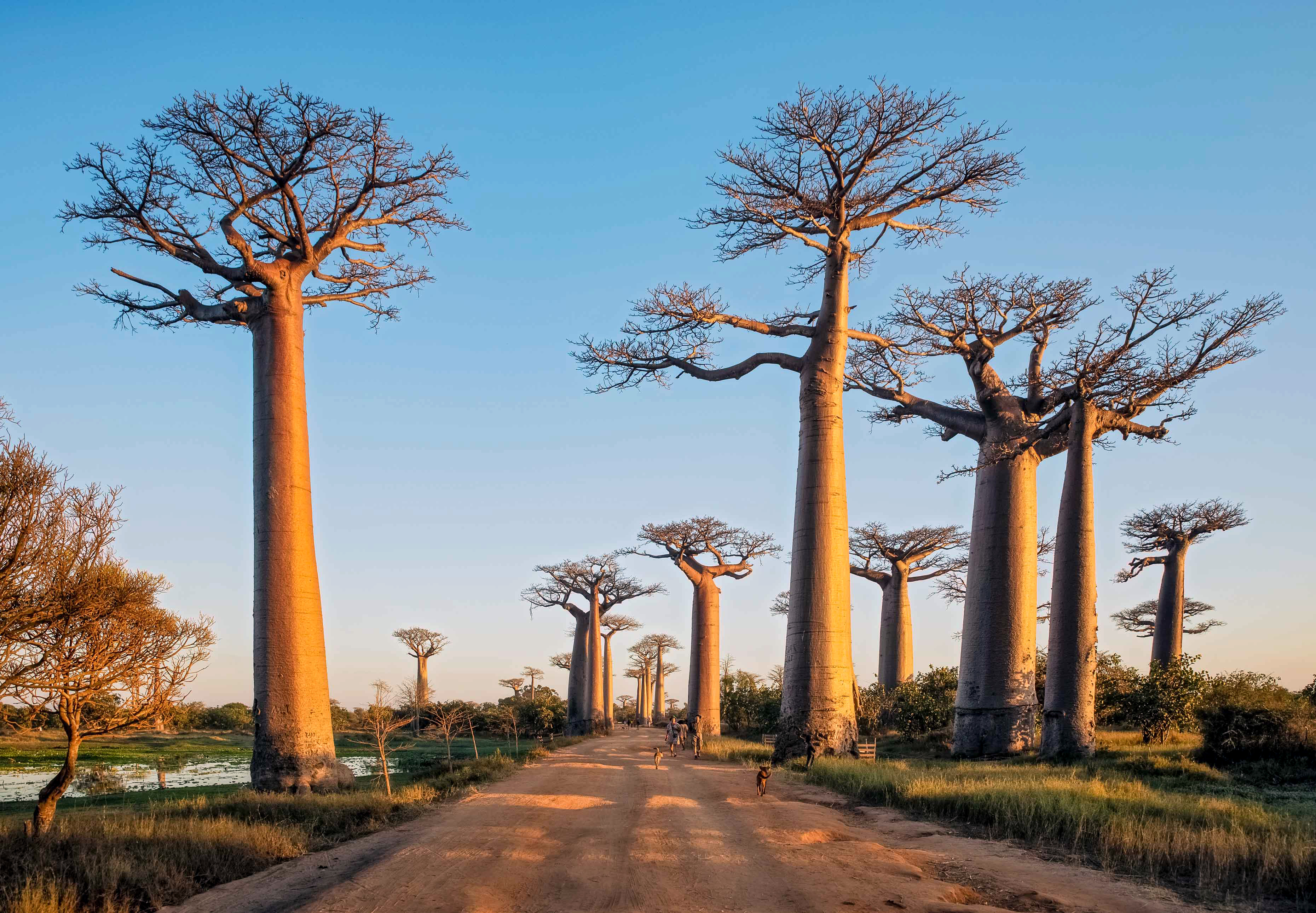 Afrikanische Affenbrotbäume (Baobabs) in Madagaskar