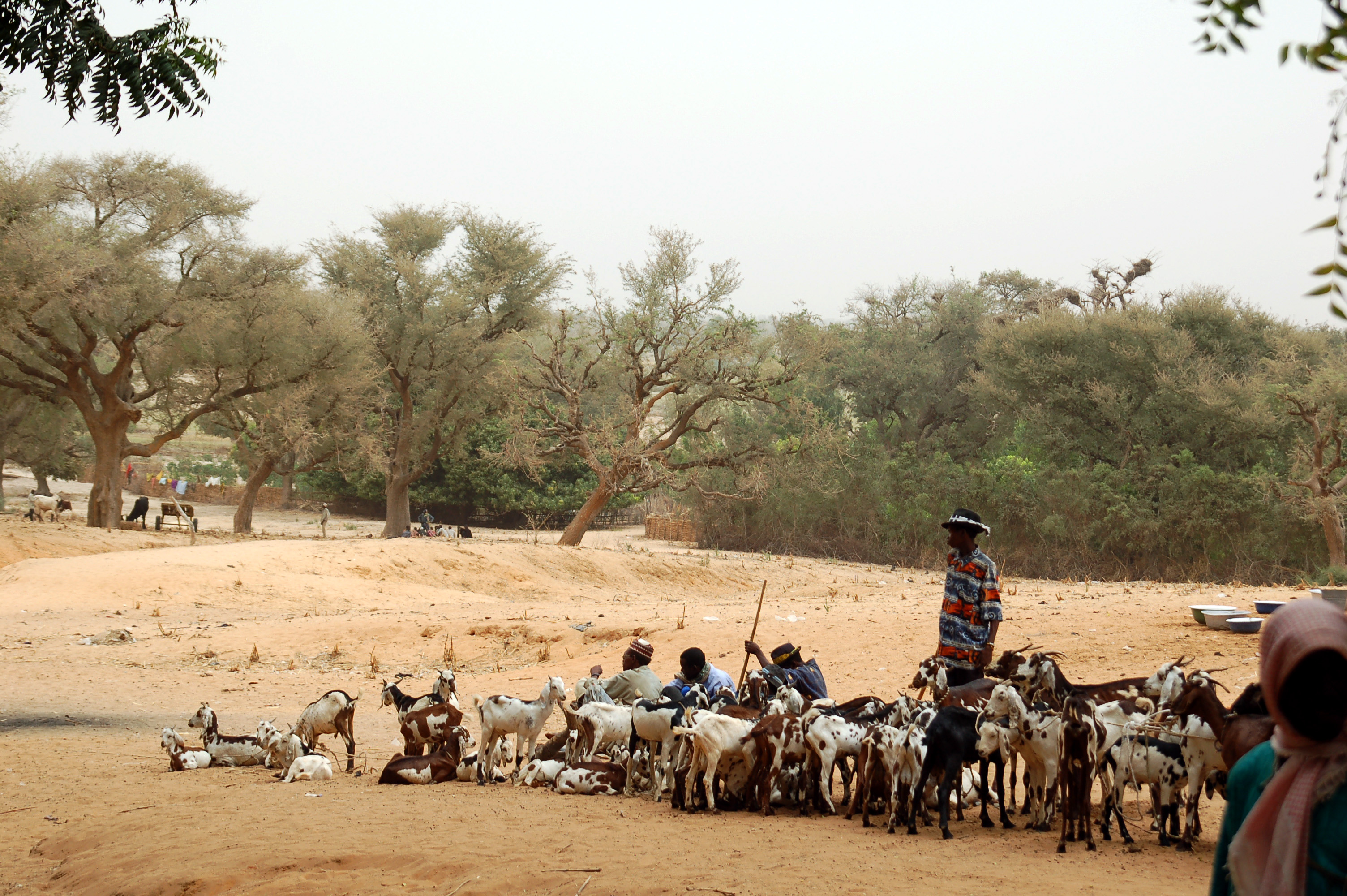 Hirten mit ihren Ziegen in der Nähe von Niamey, Niger