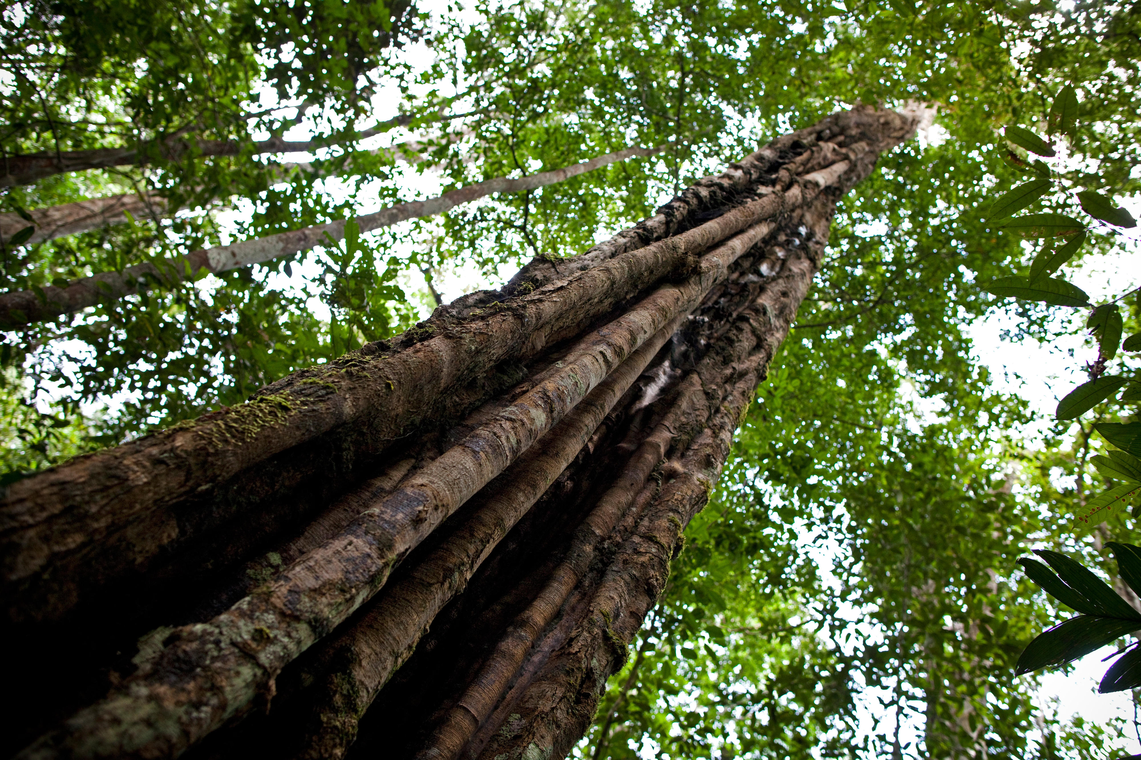 Regenwald in Brasilien