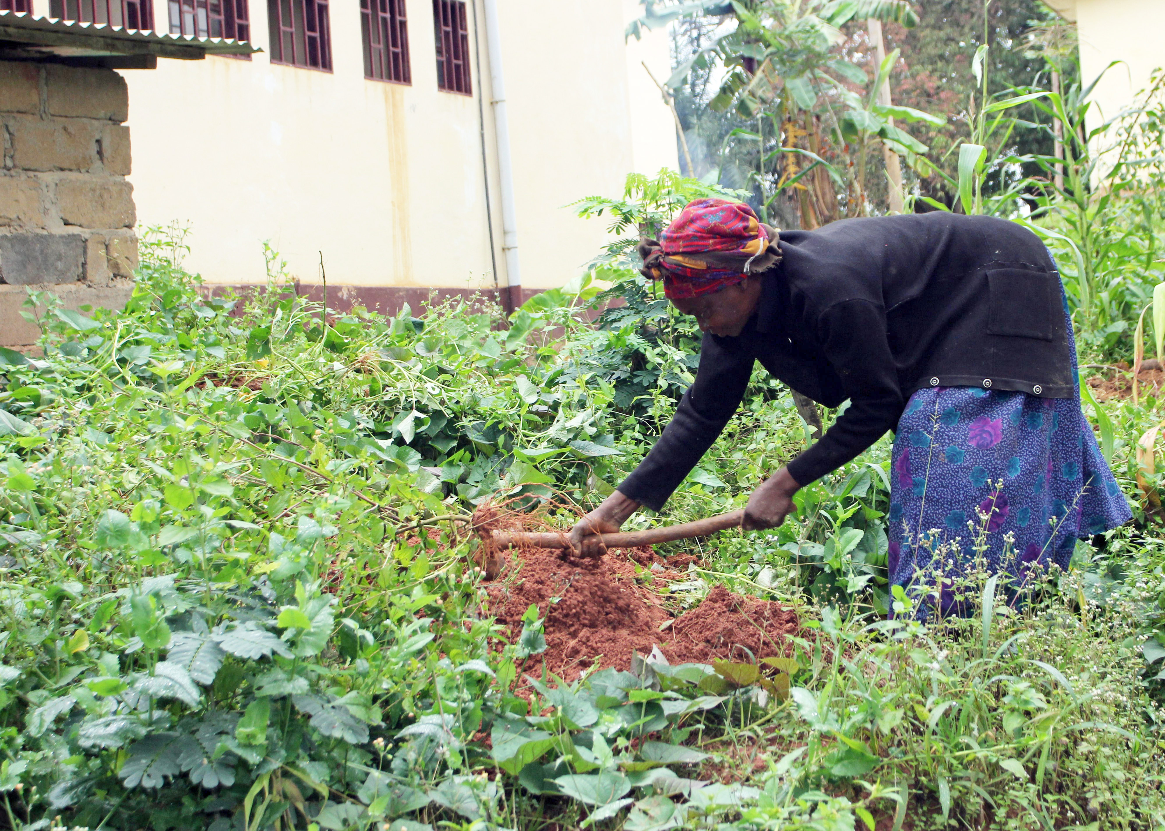 Yams-Ernte auf einer kleinen Farm in Bafia, Kamerun