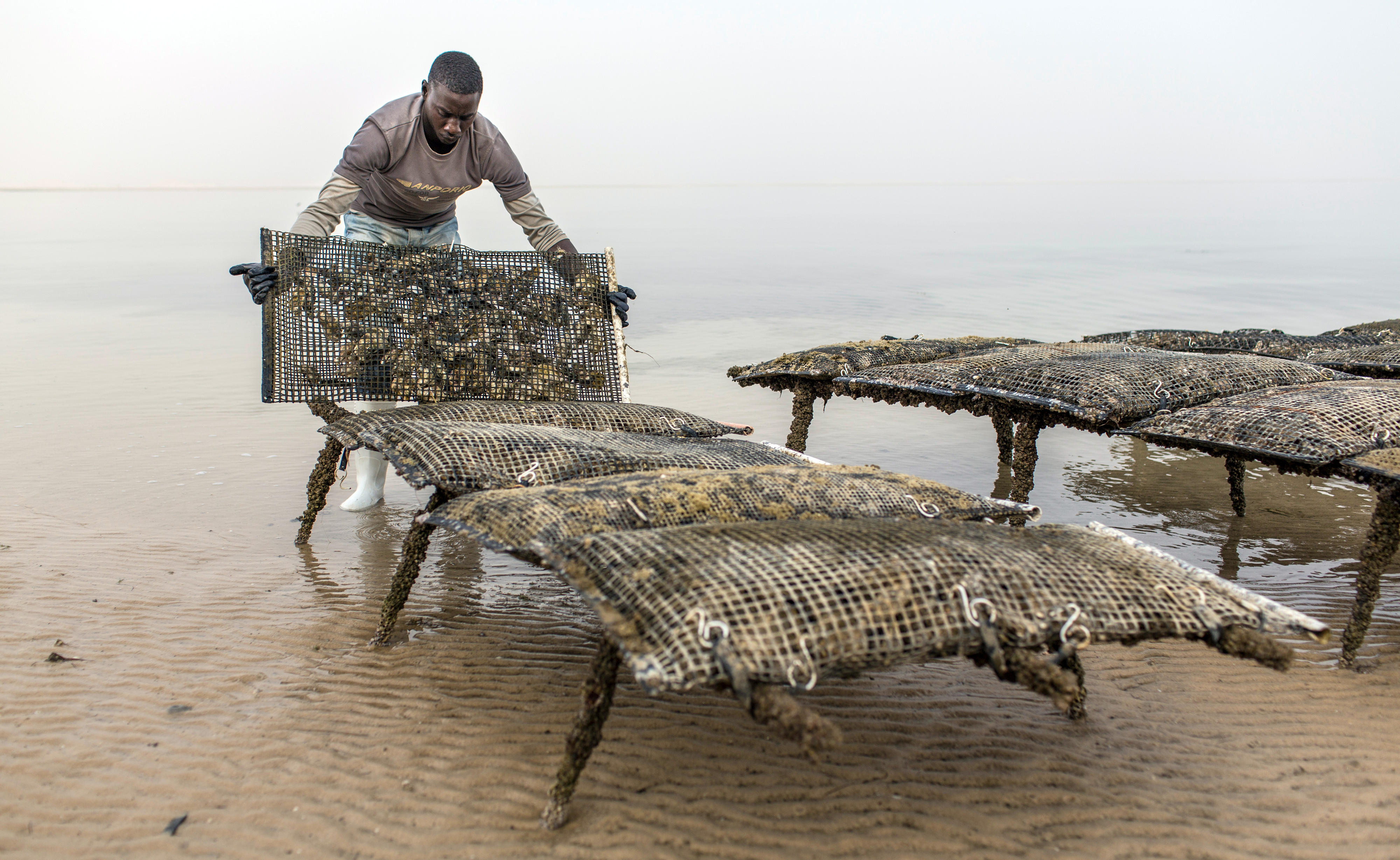 Austernzucht bei Nouadhibou, Mauretanien