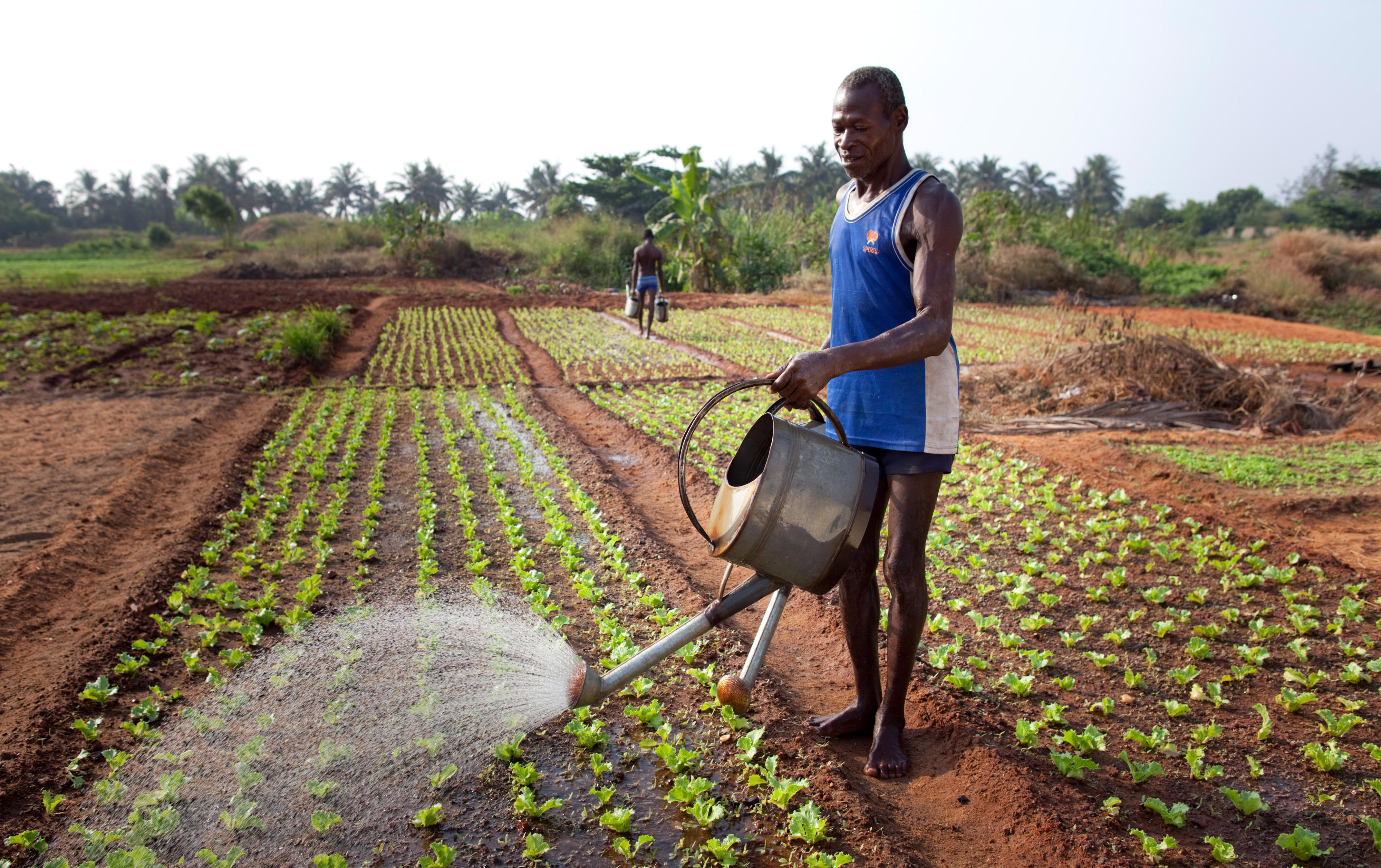 Ein Bauer in Togo bewässert sein Feld.