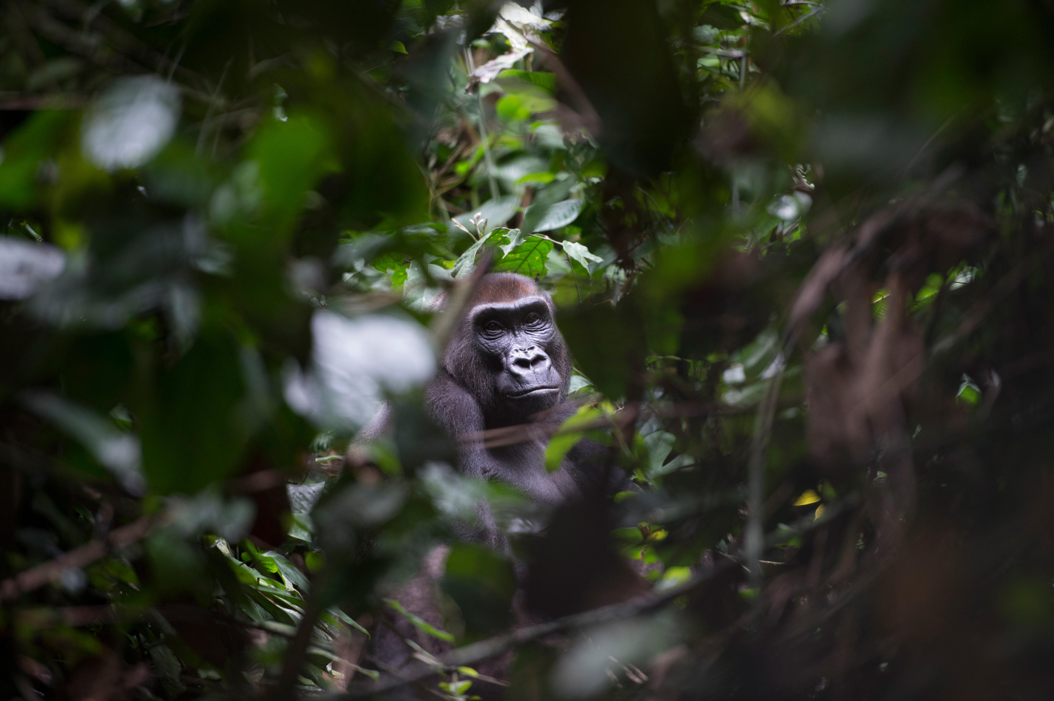 Ein Western Lowland Gorilla im Dzanga-Nationalpark im Dreiländereck Kongo, Kamerun und Zentralafrikanische Republik