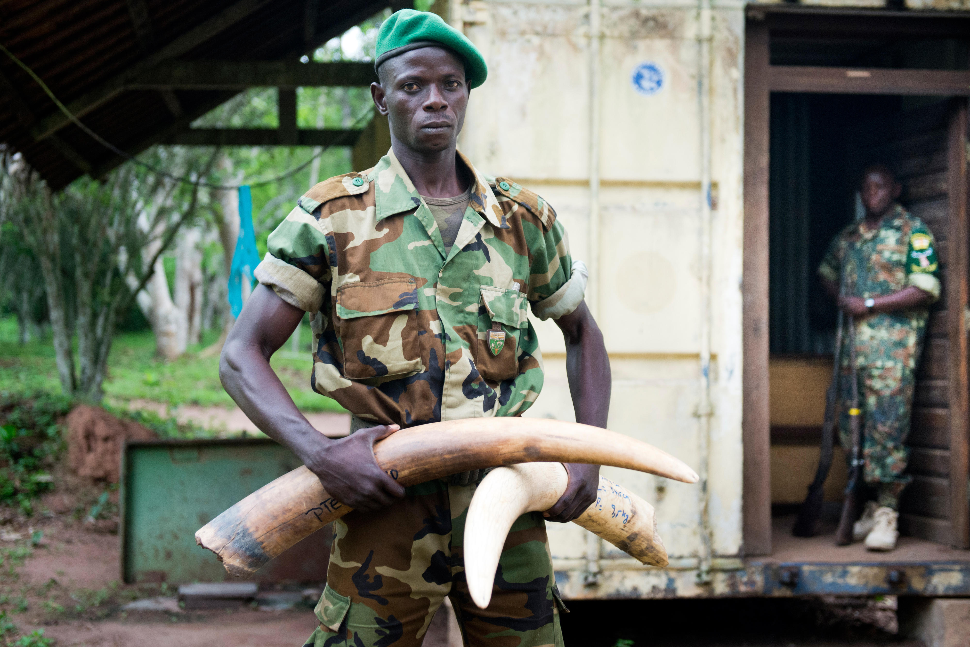 Ein Soldat der Eco-Guards im Dzanga-Nationalparks im Dreiländereck Kongo, Kamerun und Zentralafrikanische Republik zeigt Elfenbeinstoßzähne von Waldelefanten, die bei Wilderern konfisziert wurden.