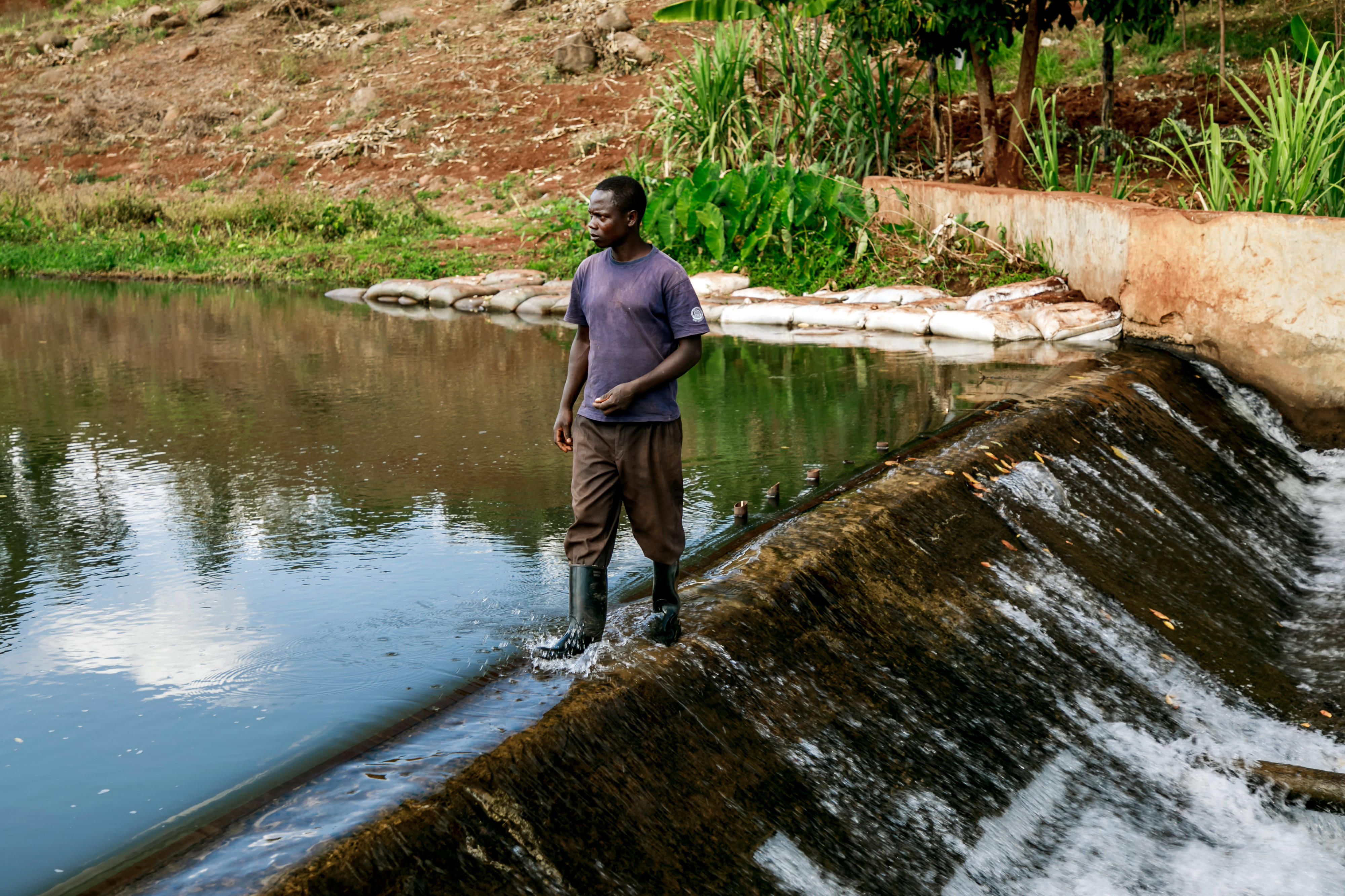 Ein Mann auf einem Staudamm, von dem Wasser für die Bewässerung der Felder der Bauernkooperative Mitooni in Kenia abgeleitet wird.