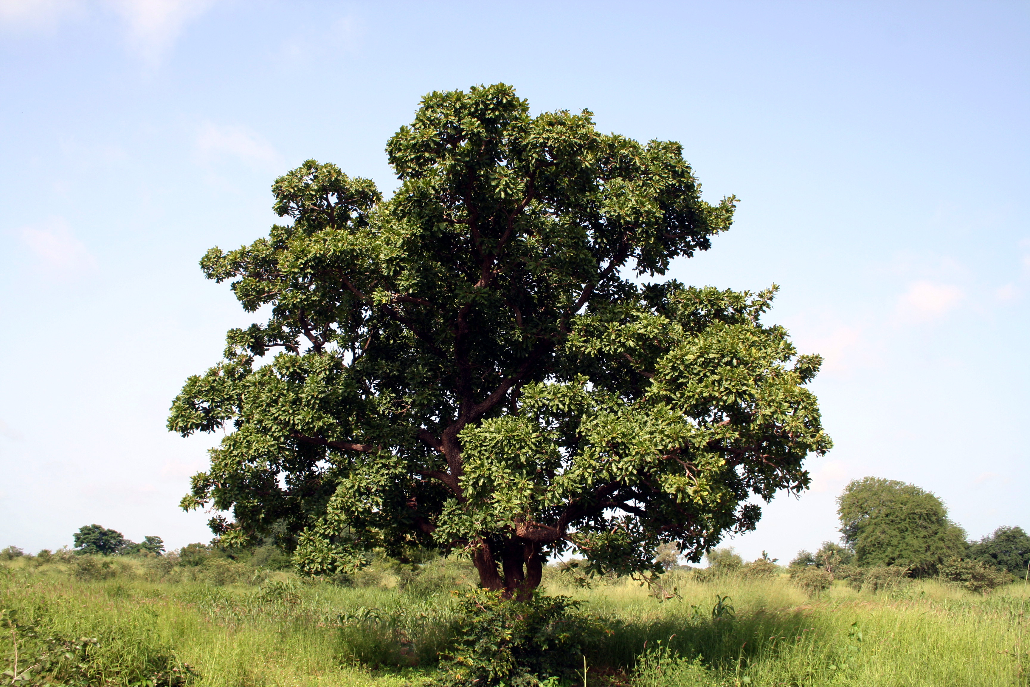 Ein Karitébaum, der auch Afrikanischer Butterbaum genannt wird, in einer afrikanischen Savanne. Aus den Nüssen dieser Bäume wird ein als Sheabutter bezeichnetes Pflanzenfett gewonnen.