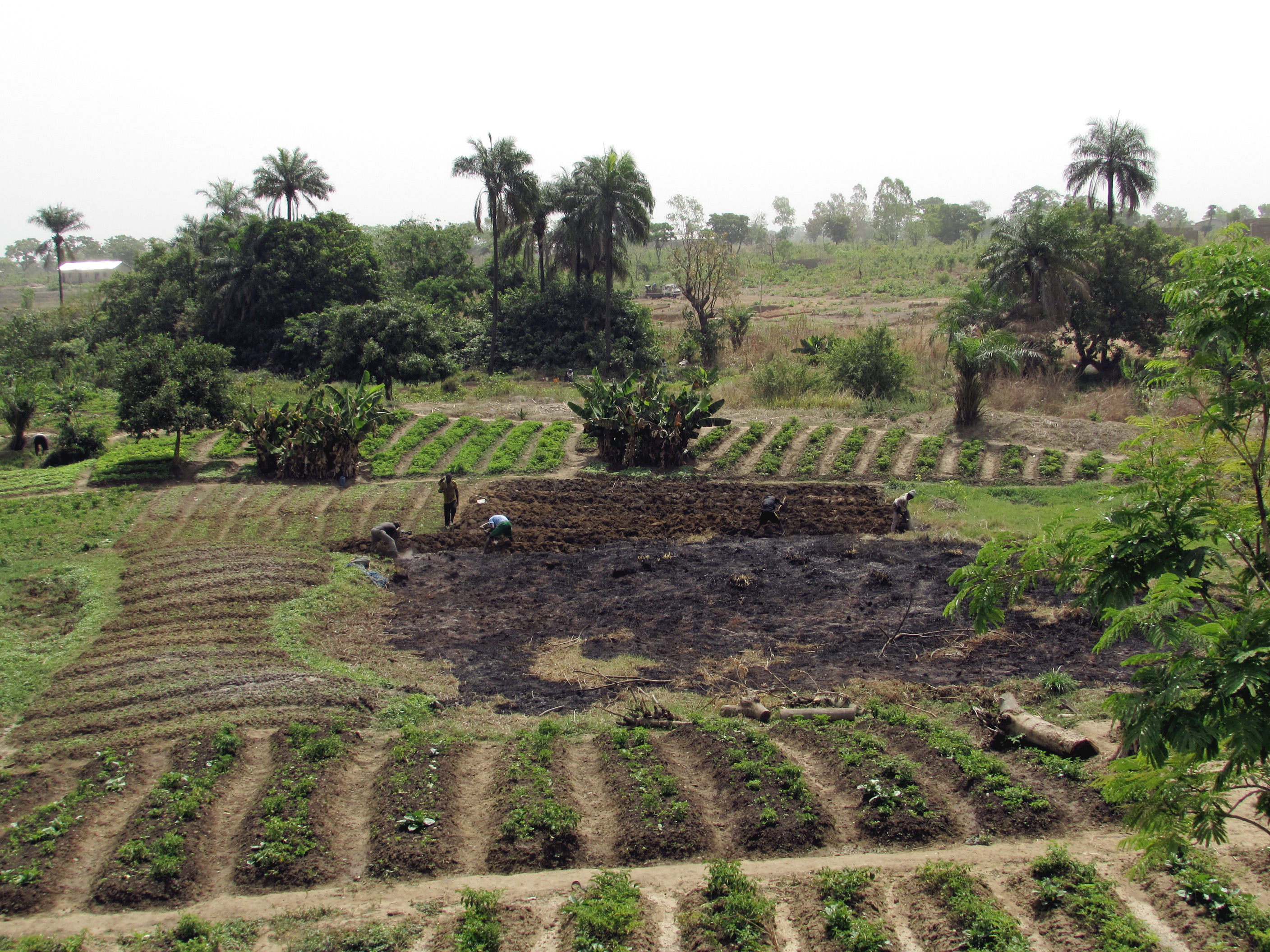 Bauern bei der Feldarbeit im Norden Benis bei Djougou