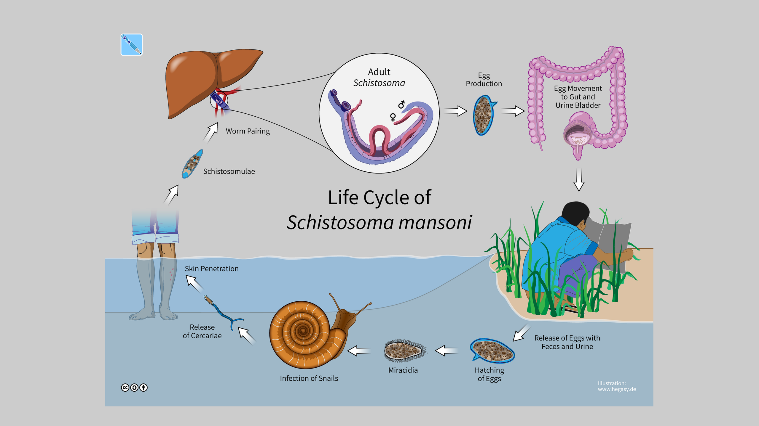 Life cycle of Schistosoma mansoni