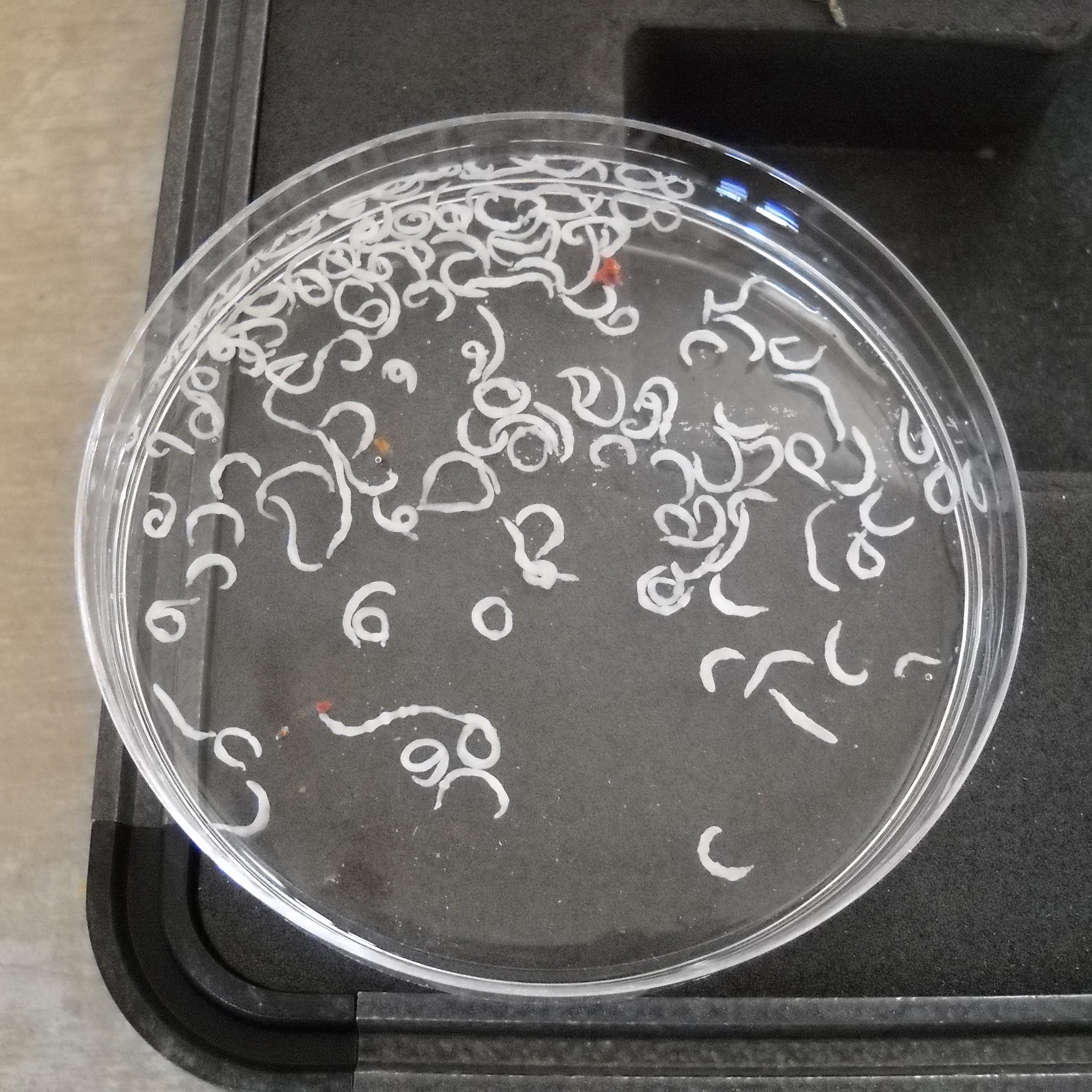 Adult pathogens of schistosomiasis in a dish
