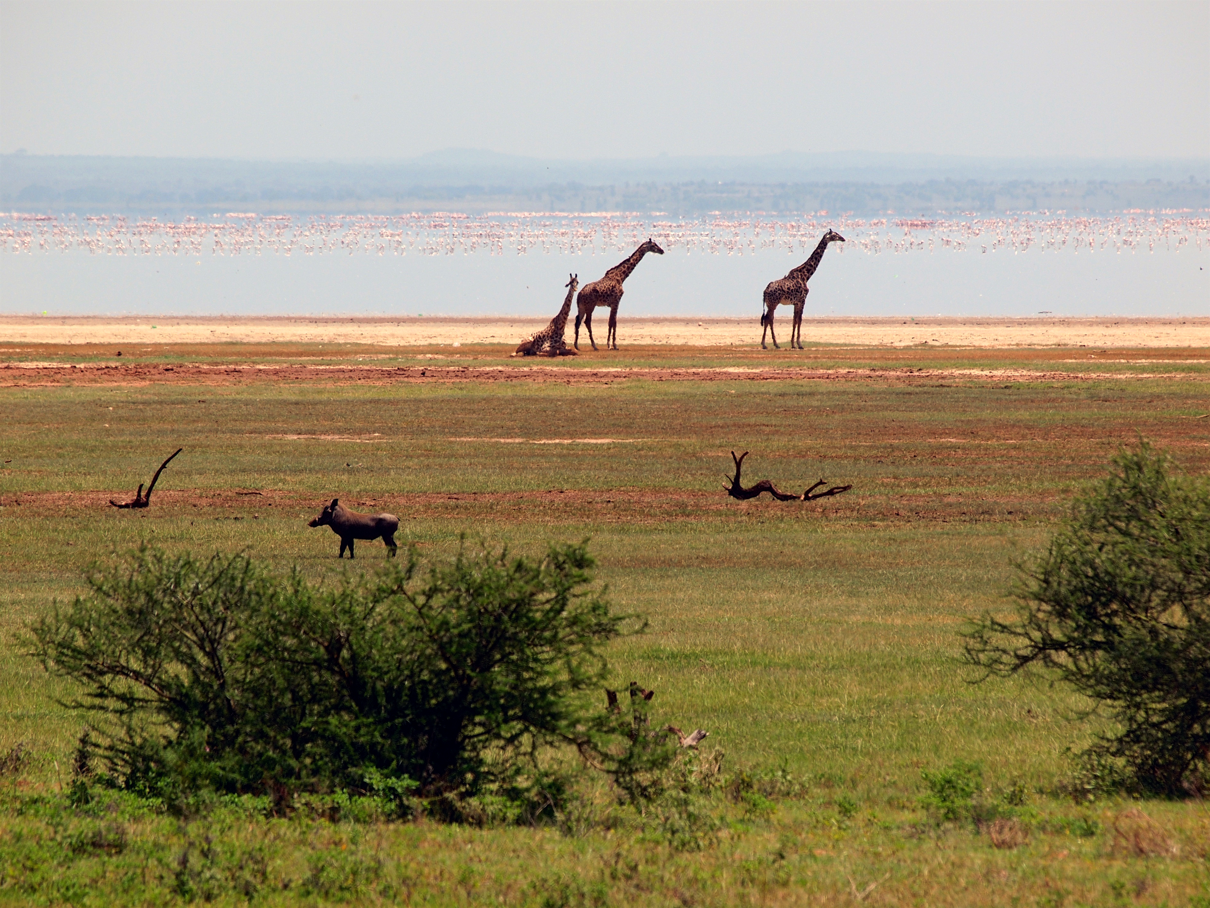 Giraffen in einem Nationalpark in Tansania