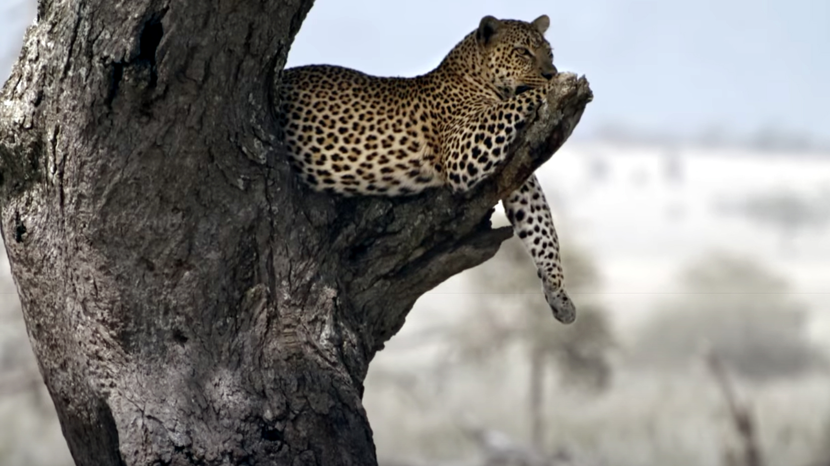 Standbild aus dem BMZ-Video "Schutz der Biodiversität in Tansania"