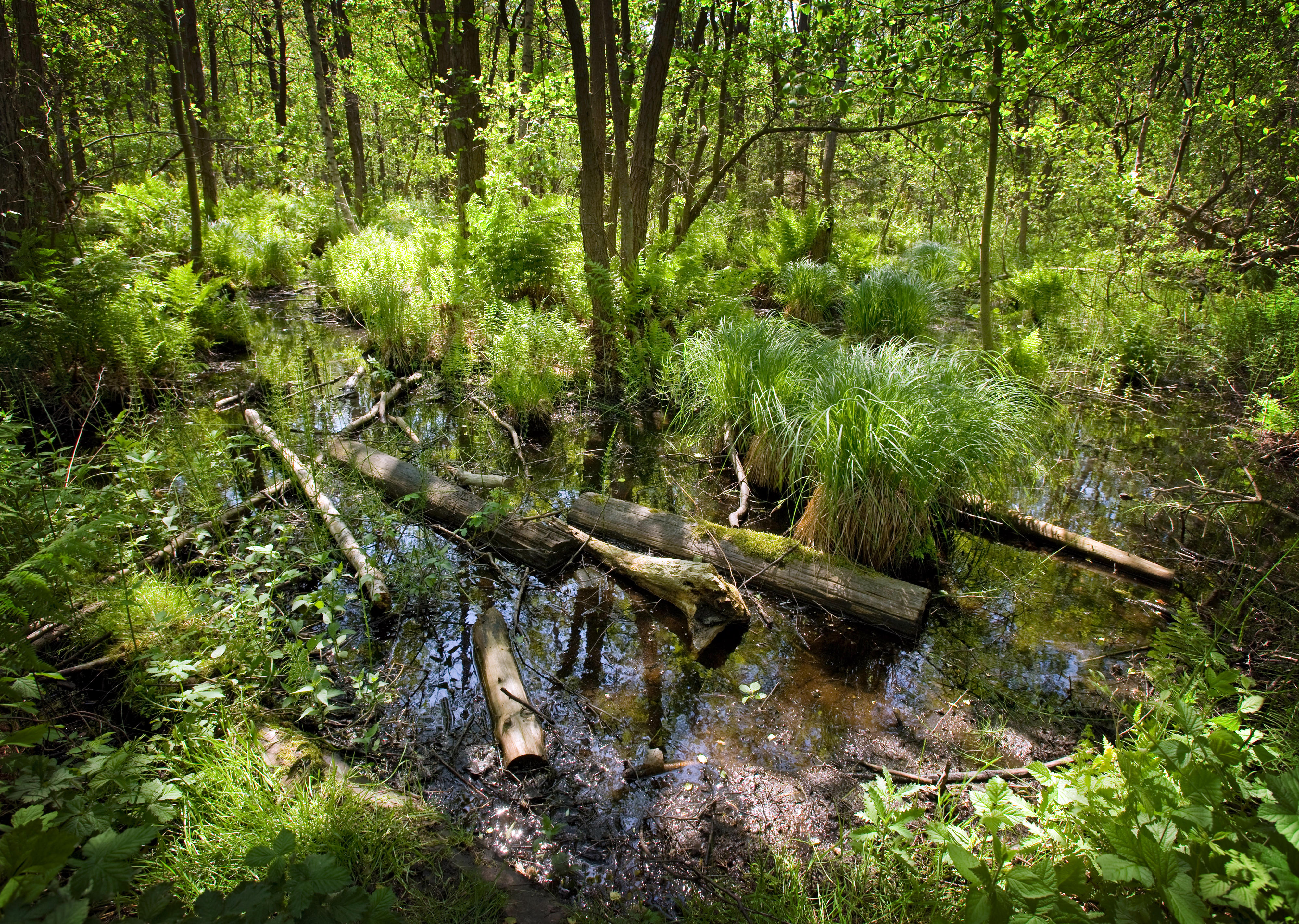 Moorlandschaft in Europa