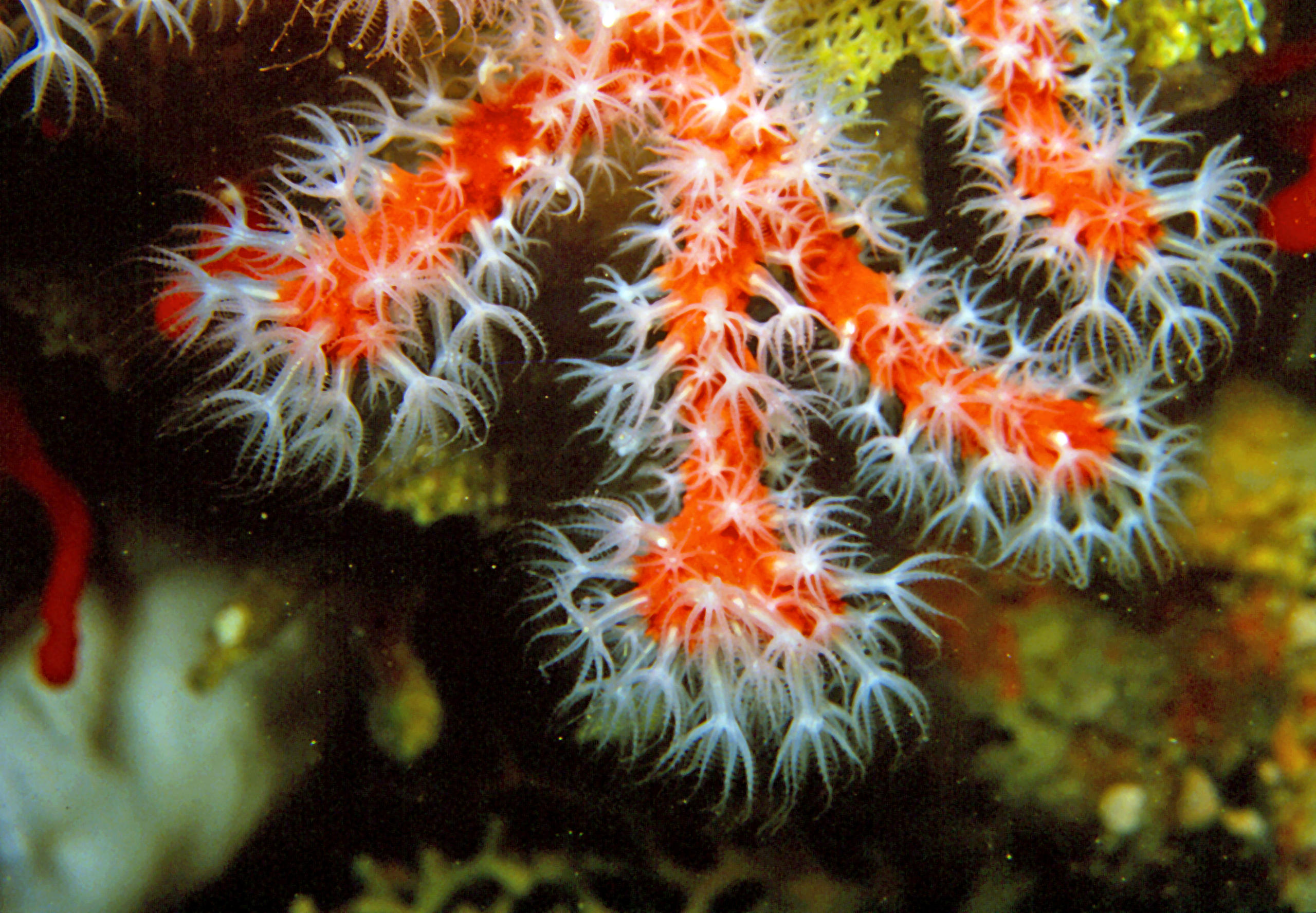 Symbolic image: Precious coral (Corallium rubrum)