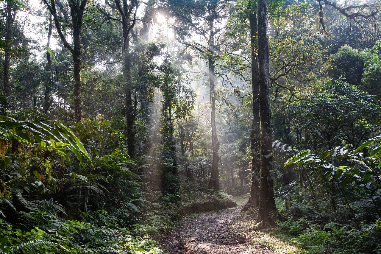 Morgennebel in einem Regenwald in Indonesien.
