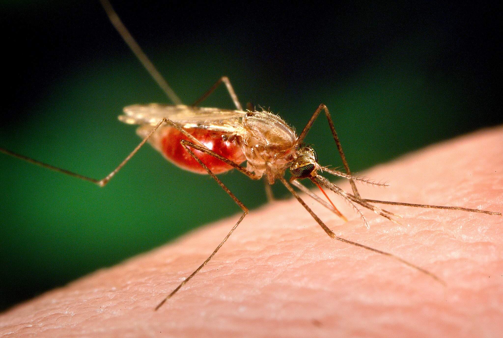 Picture of a mosquito biting a human.