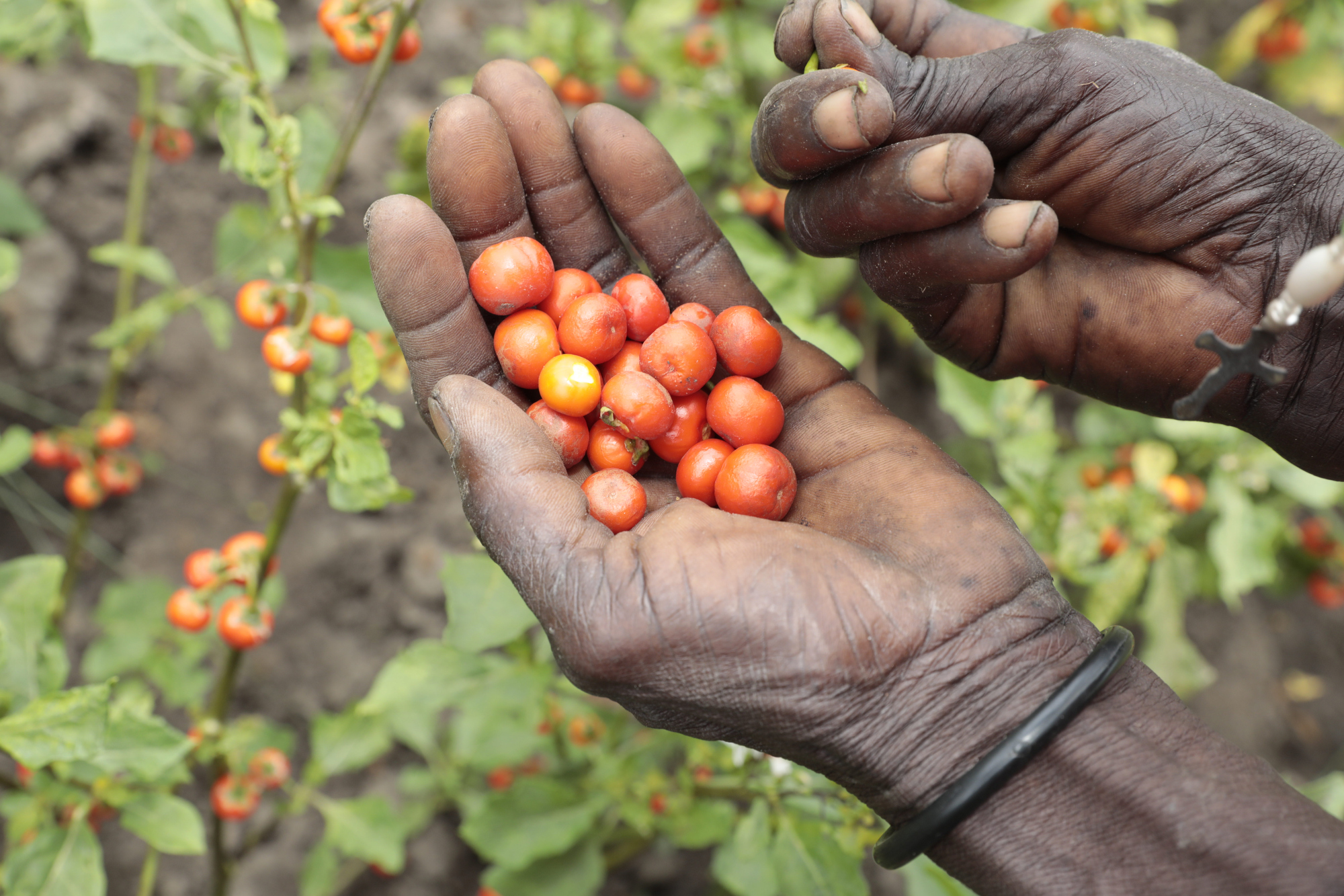 Foto von einer Hand, die Pflanzensamen in der Hand hält.