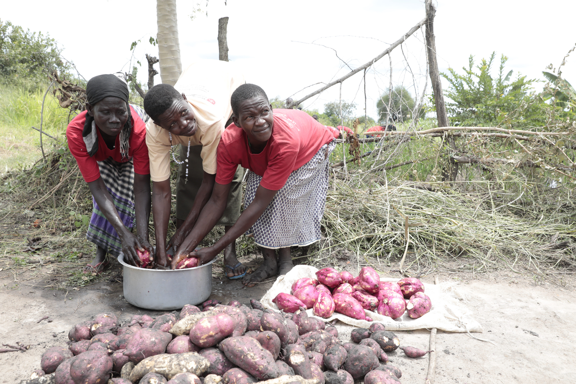 Foto von Frauen, die Kartoffeln ernten.