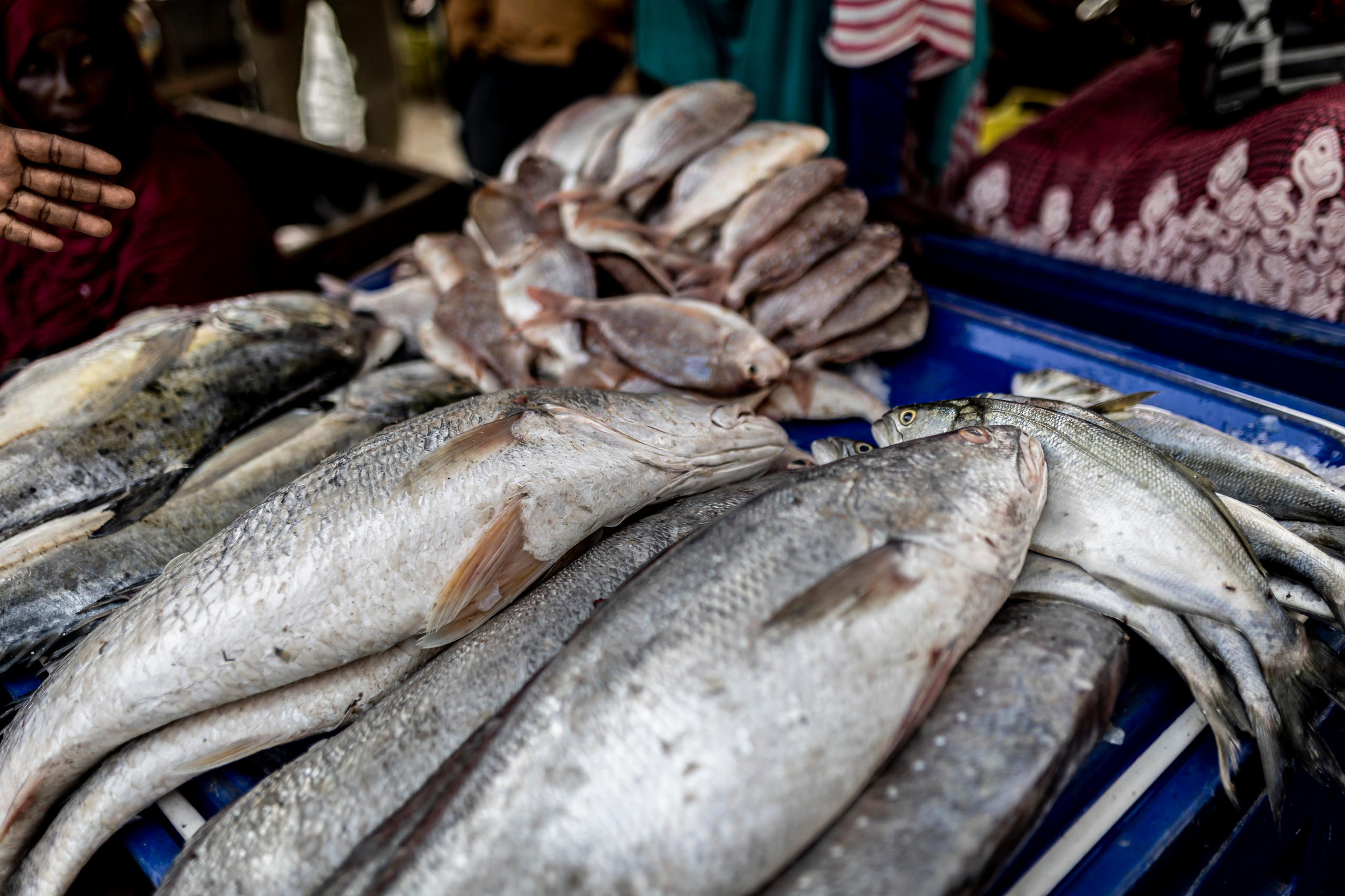 Foto von Fischen auf einem Marktstand.