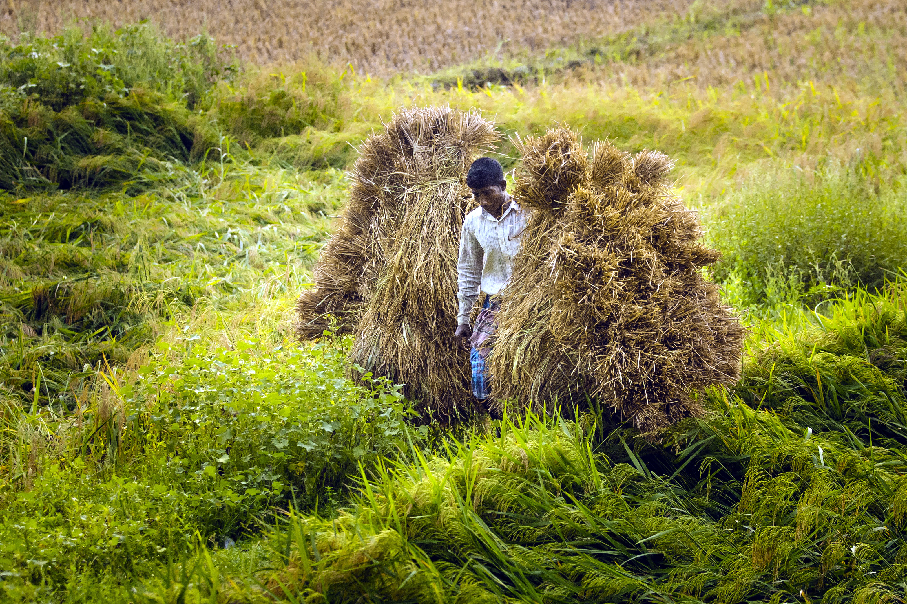 Reisernte in Mongla, im Südwesten von Bangladesch