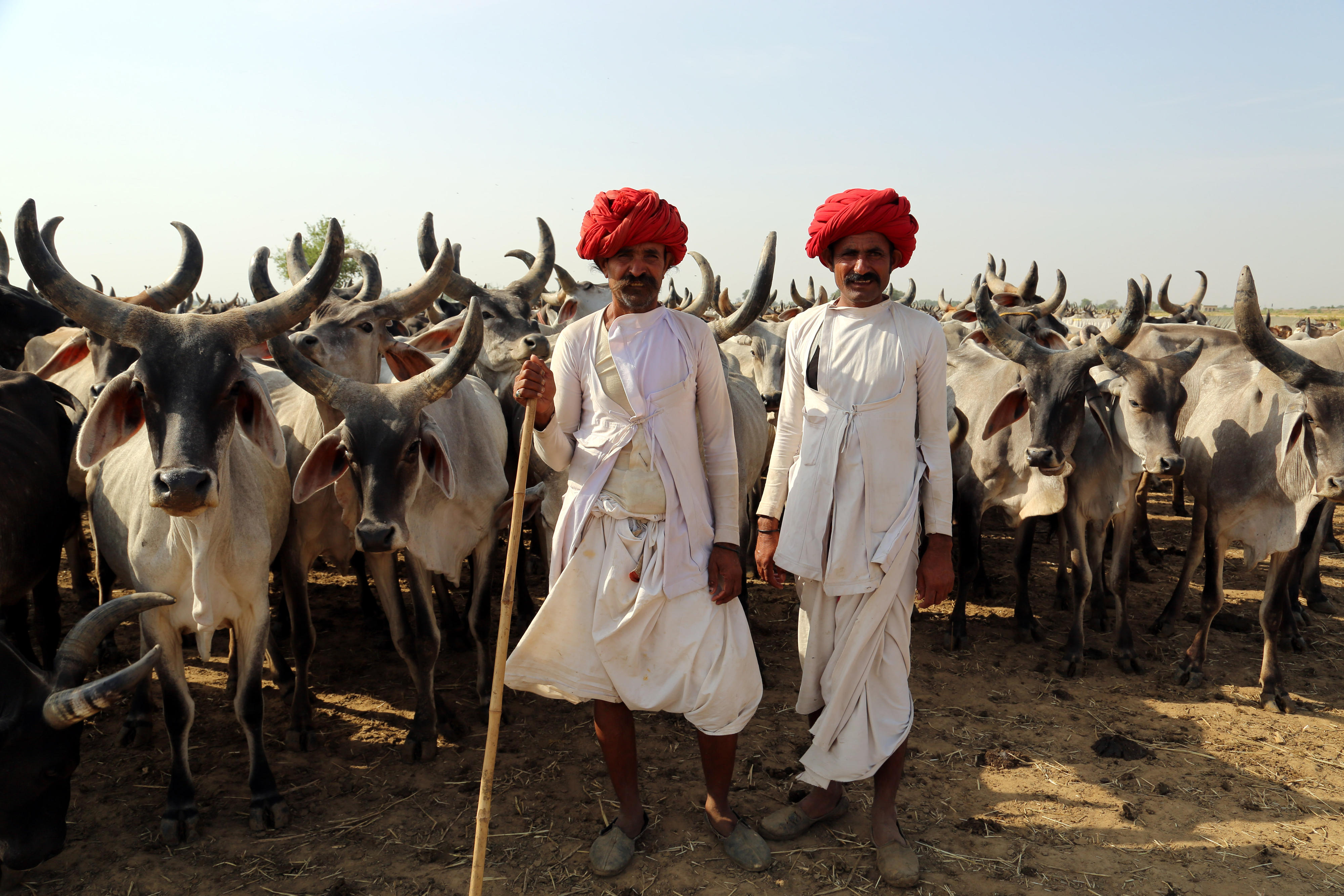 Die Raikas, eine nomadische Gemeinschaft in Rajasthan, treiben ihre Herden auf der Suche nach Wasser und Futter regelmäßig in wechselnde Weidegebiete, da es in der Region nur wenige und unregelmäßige Niederschläge und häufige Dürren gibt.