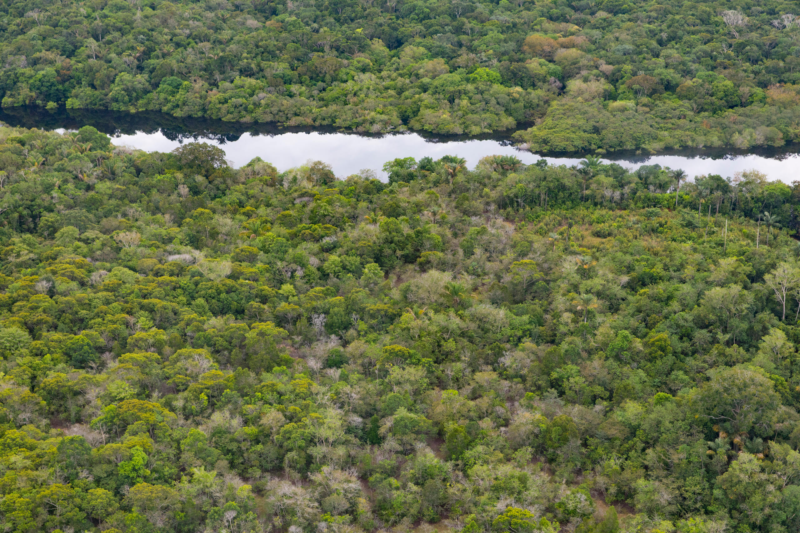 Bäume im Regenwald in der Nähe des Rio Negro im Amazonasgebiet in Brasilien