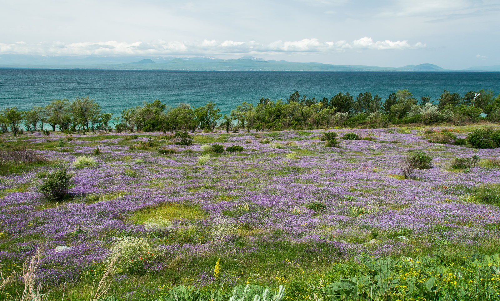 A photo of purple flowers in front of a blue lake.