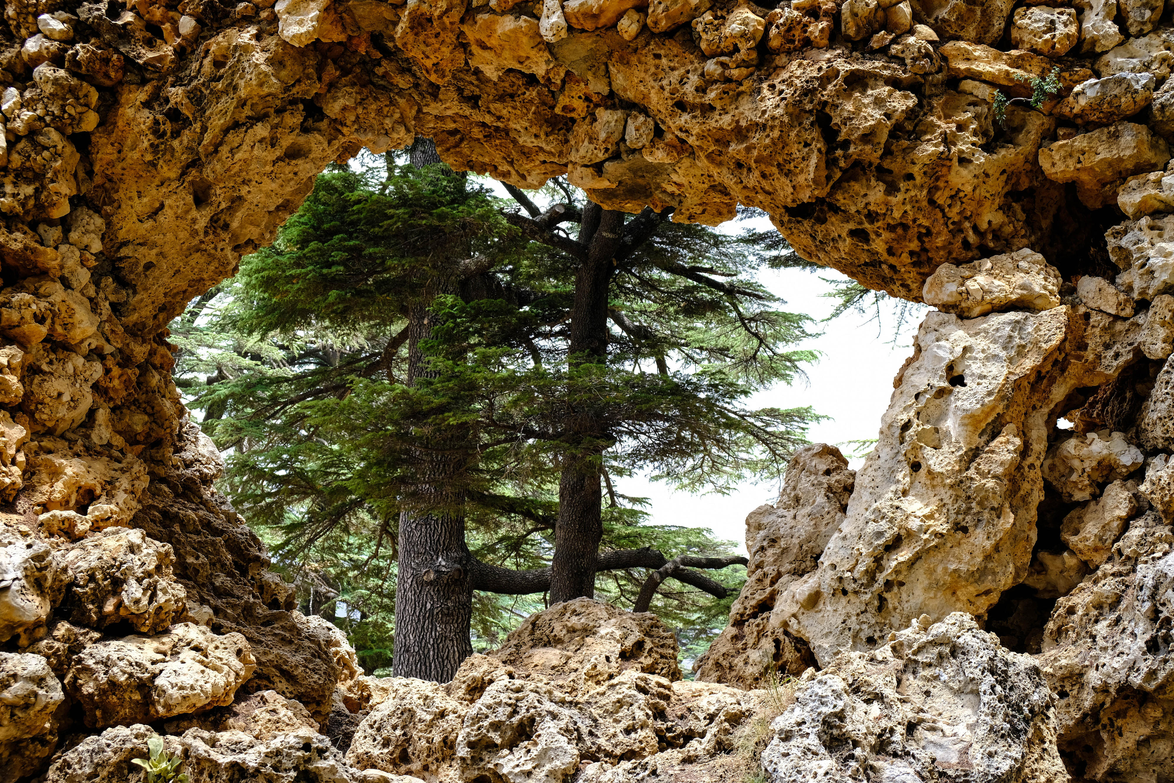 Zedern im Libanon