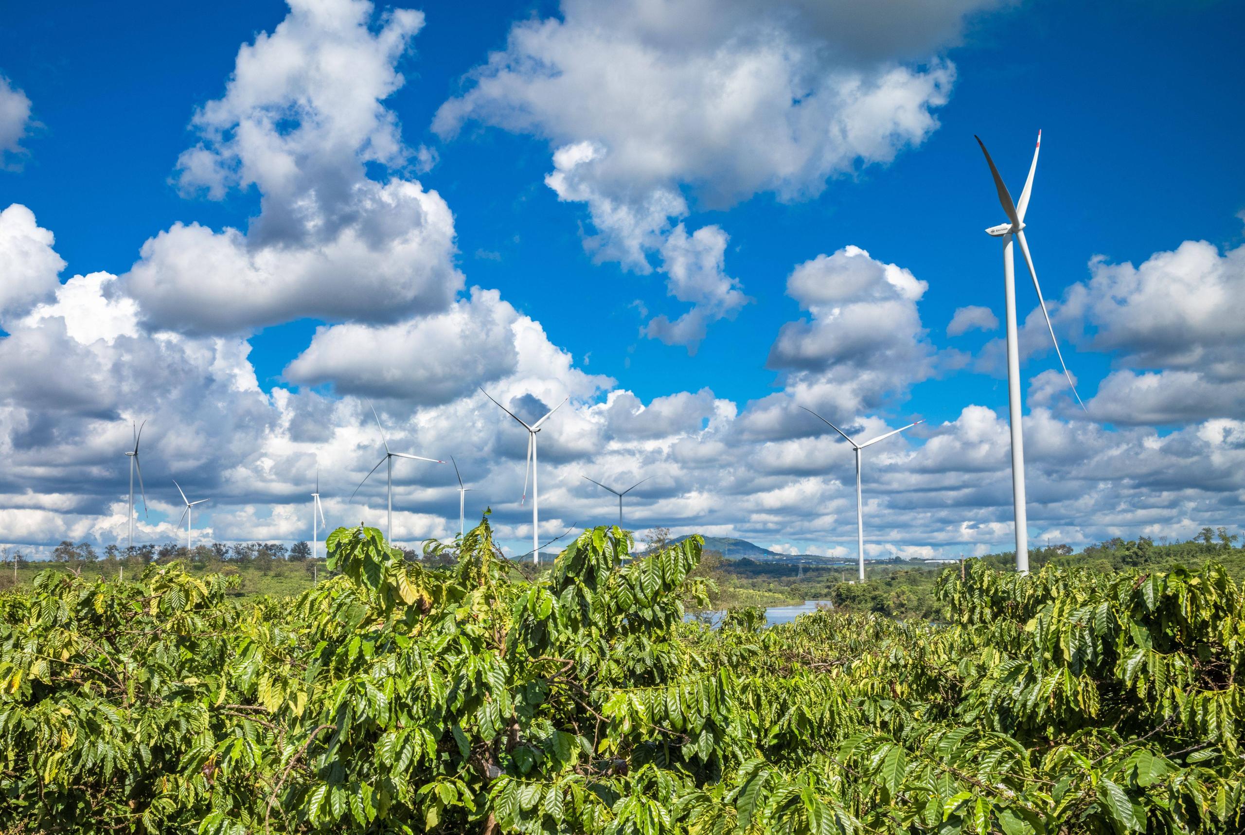 Huge wind turbines behind coffee trees.