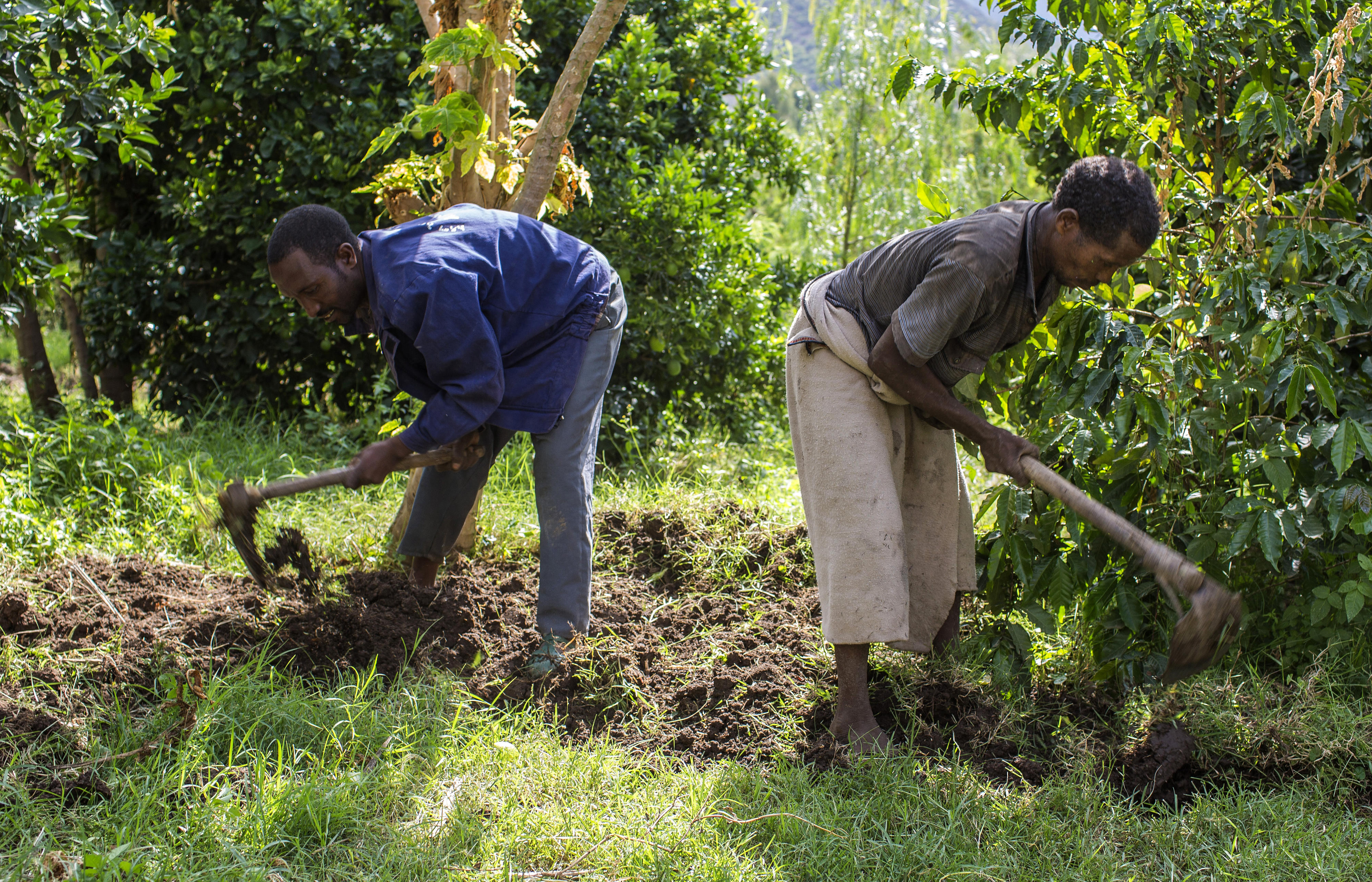 Two farmers working the fields in Ethiopia