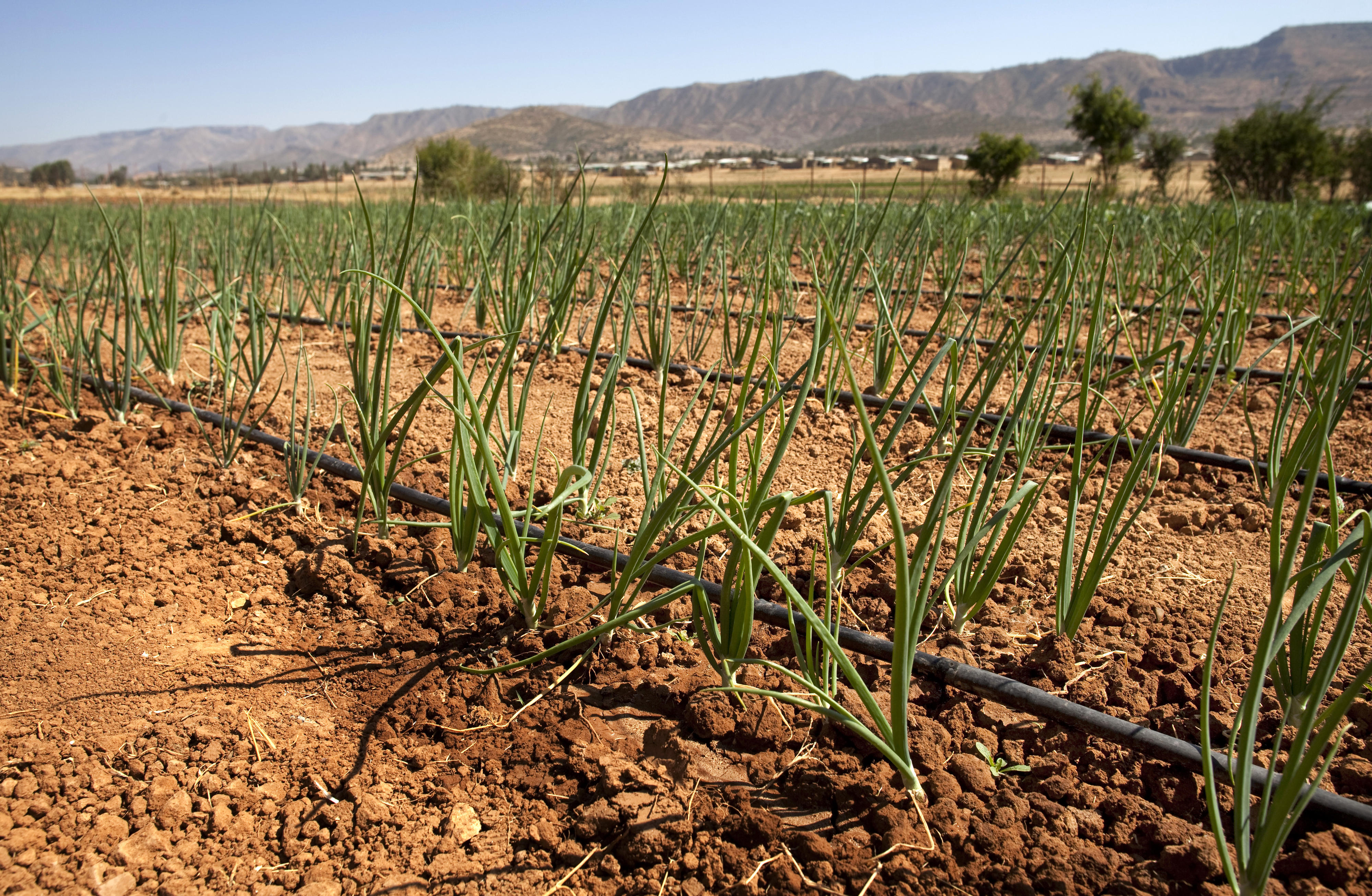 Drip irrigation on a field in Ethiopia