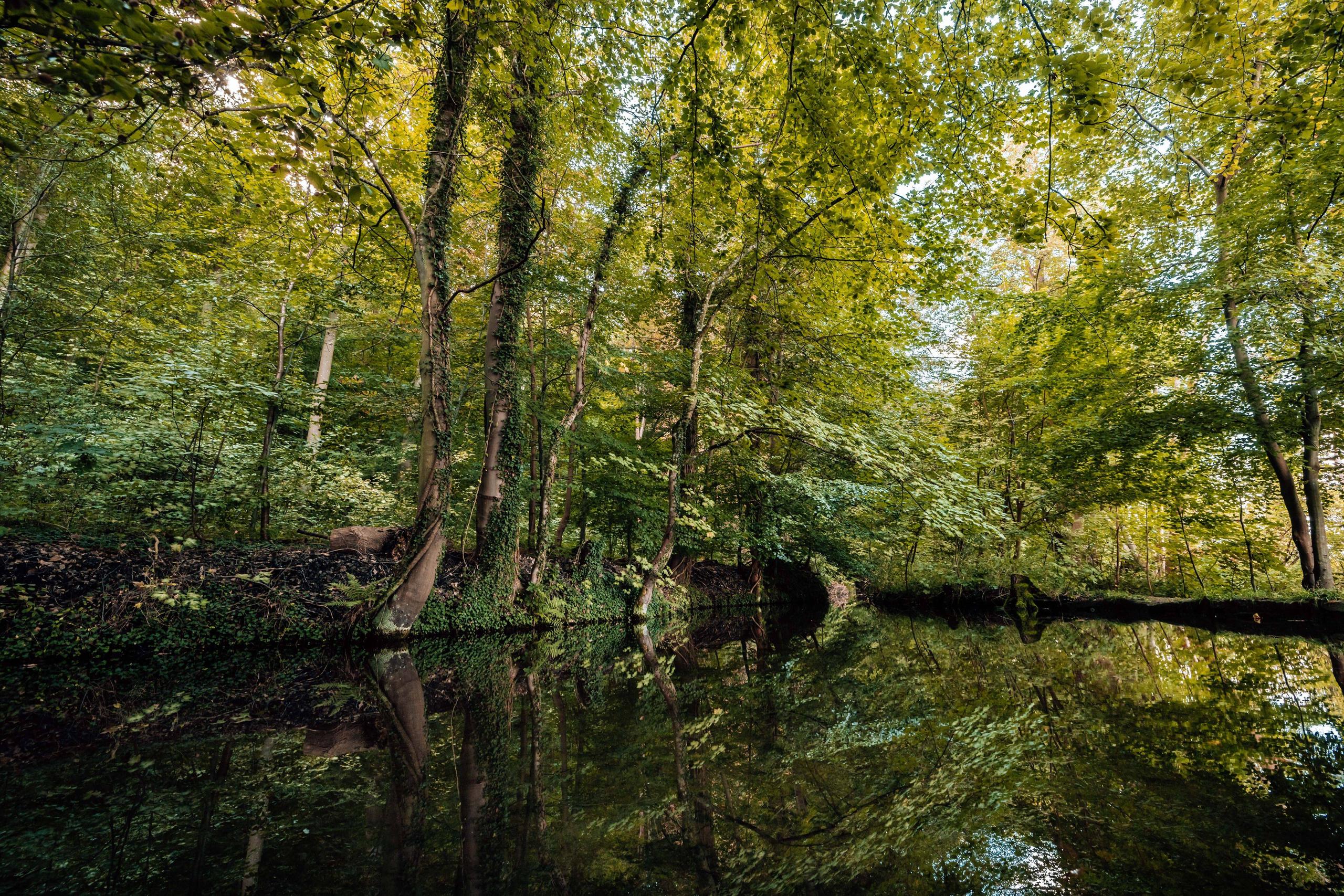 Wald mit Bäumen und dichter grüner Laubdecke, deren Spiegelung sich in einem ruhigen Gewässer zeigt.