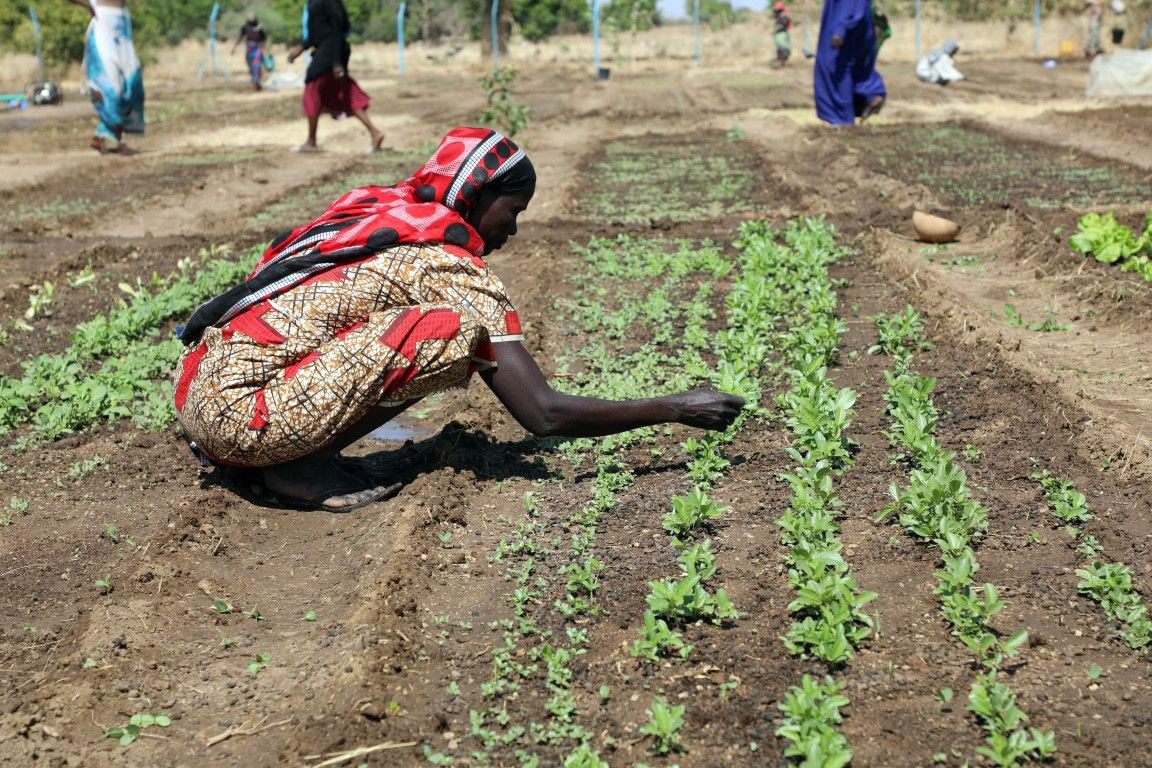 Im Tschad wird die lokale Bevölkerung von der Sahel-Resilienz-Initiative des WFP und des BMZ beim Anbau von Gemüse unterstützt, das für Schulmahlzeiten der Kinder benötigt wird.