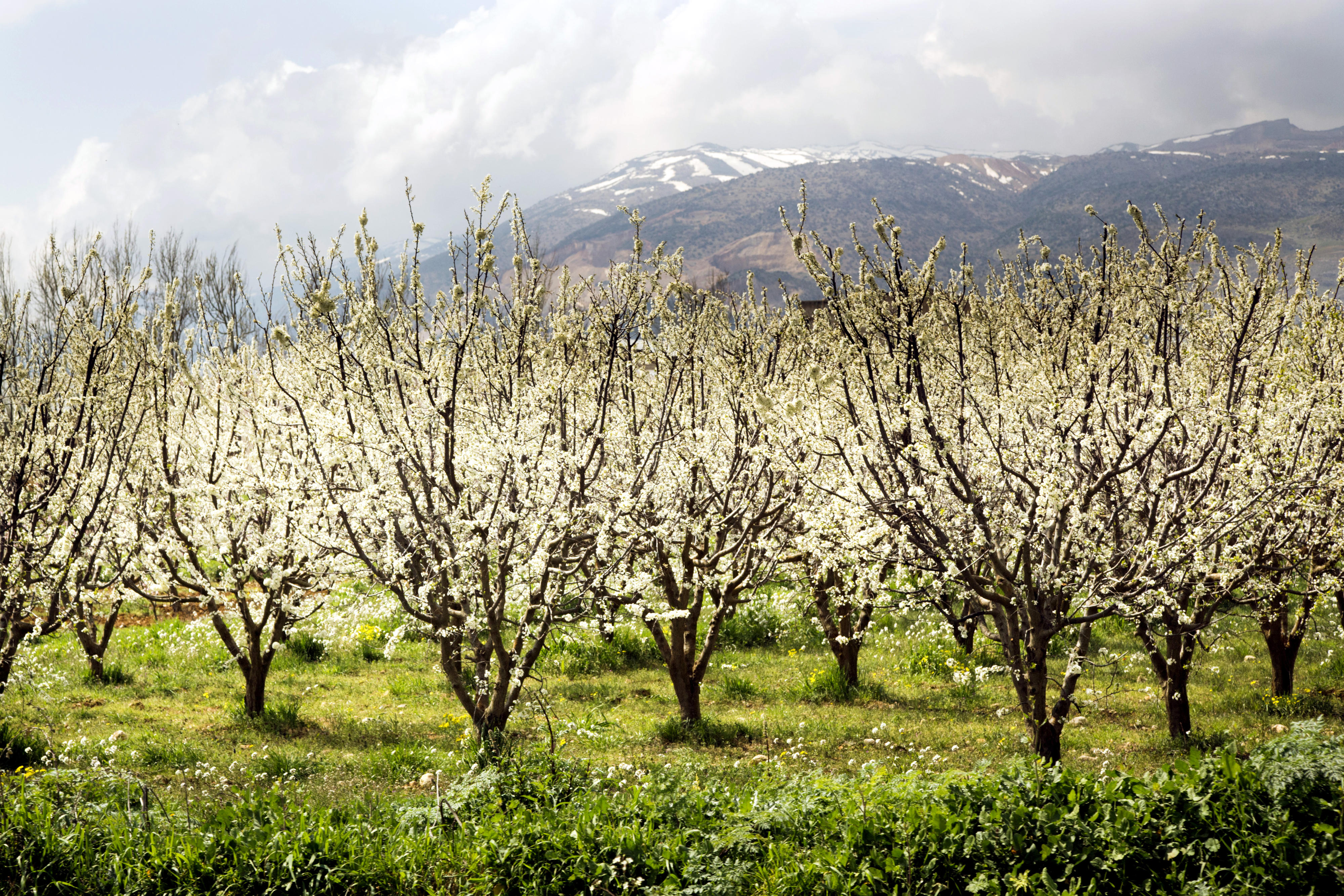 Trees blossoming in the Bekaa plain in Lebanon