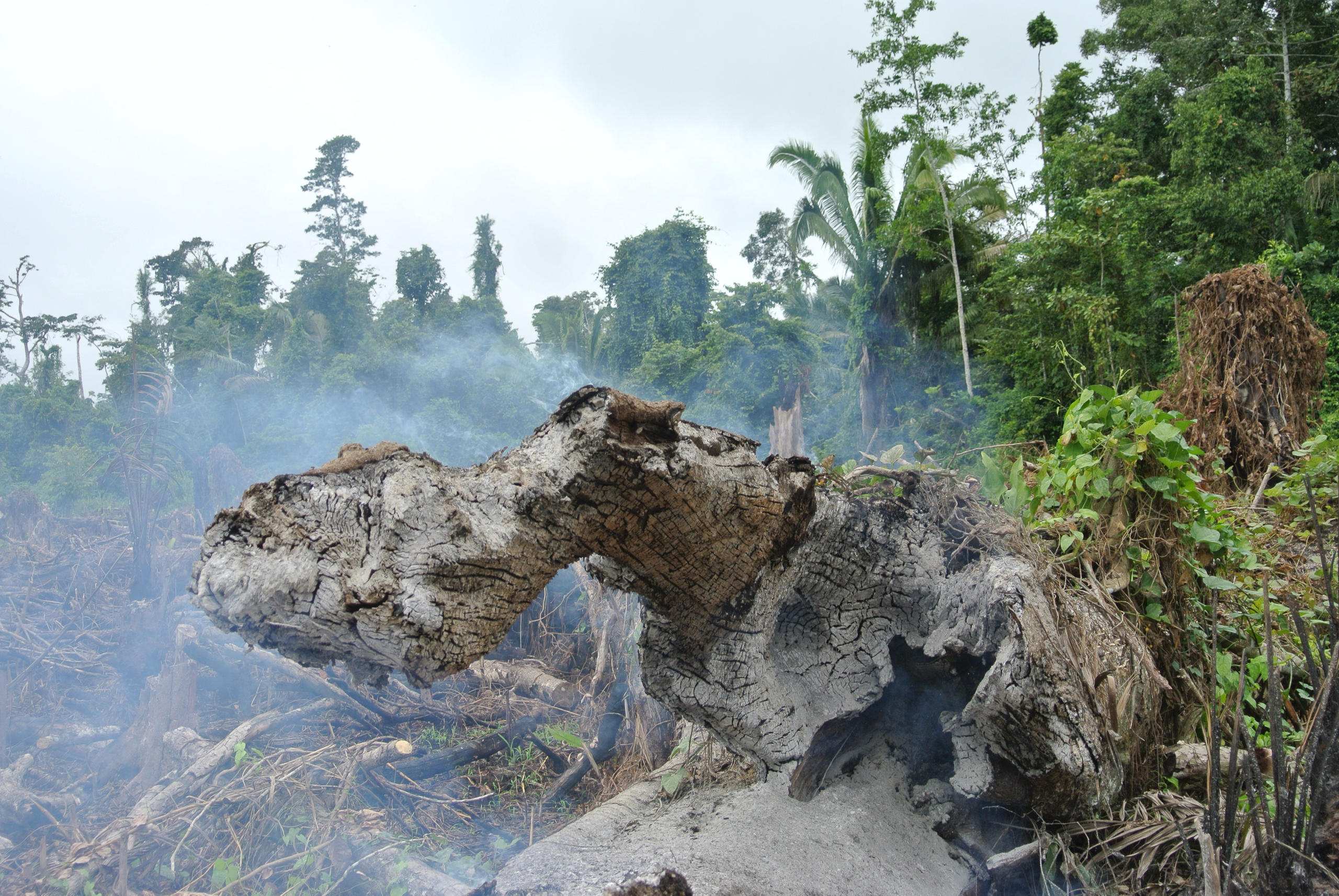 Brandrodung im brasilianischen Bundesstaat Mato Grosso