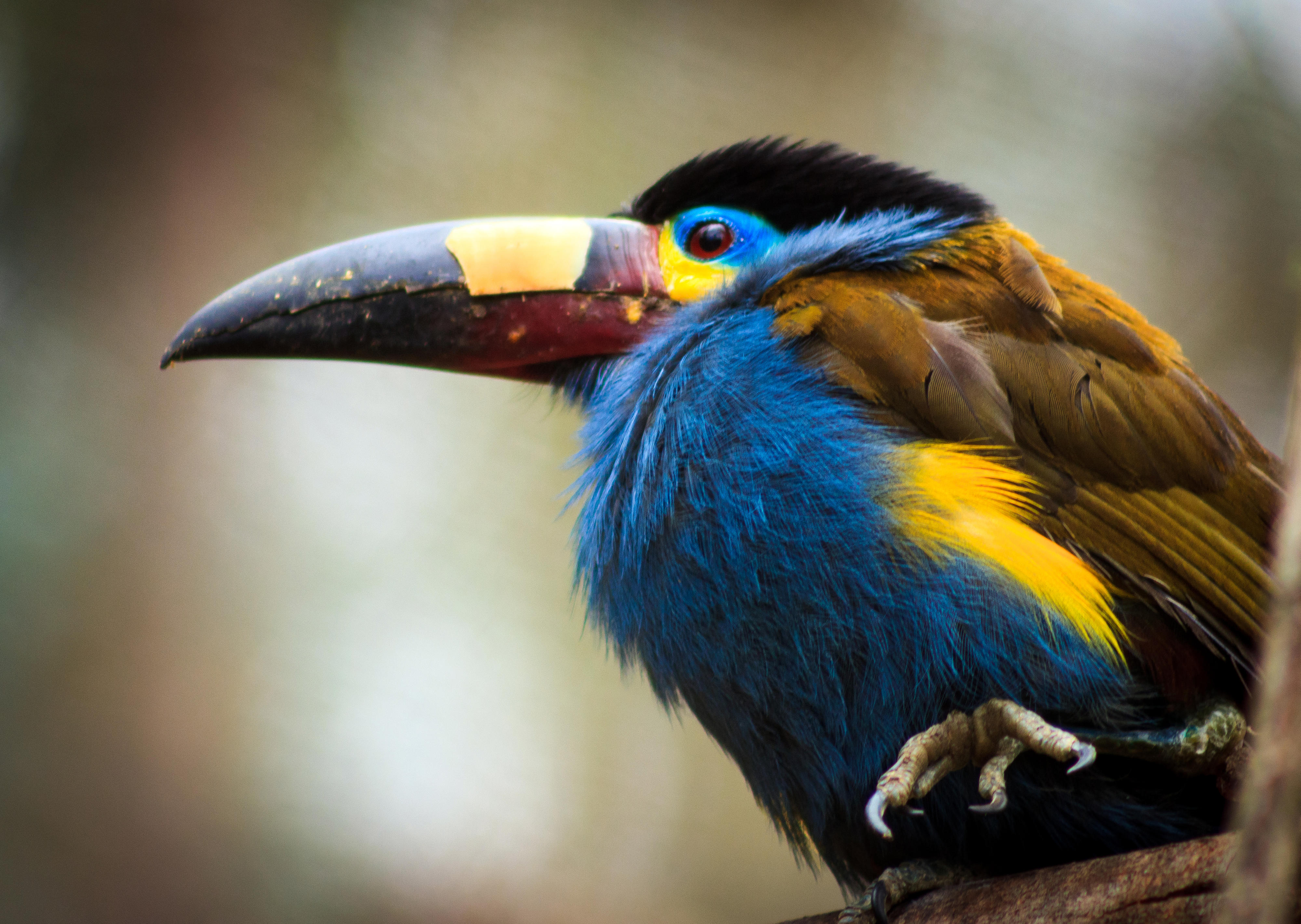 Bergtukan im Nationalpark Yasuní, Ecuador