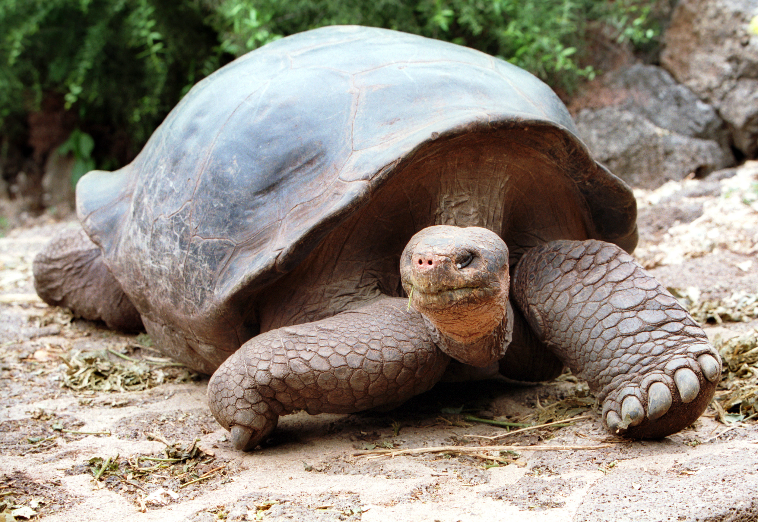 Eine circa 100 Jahre alte Galapagos-Riesenschildkröte, Charles-Darwin Forschungsstation auf der Insel Santa Cruz, Galapagosinseln, Ecuador