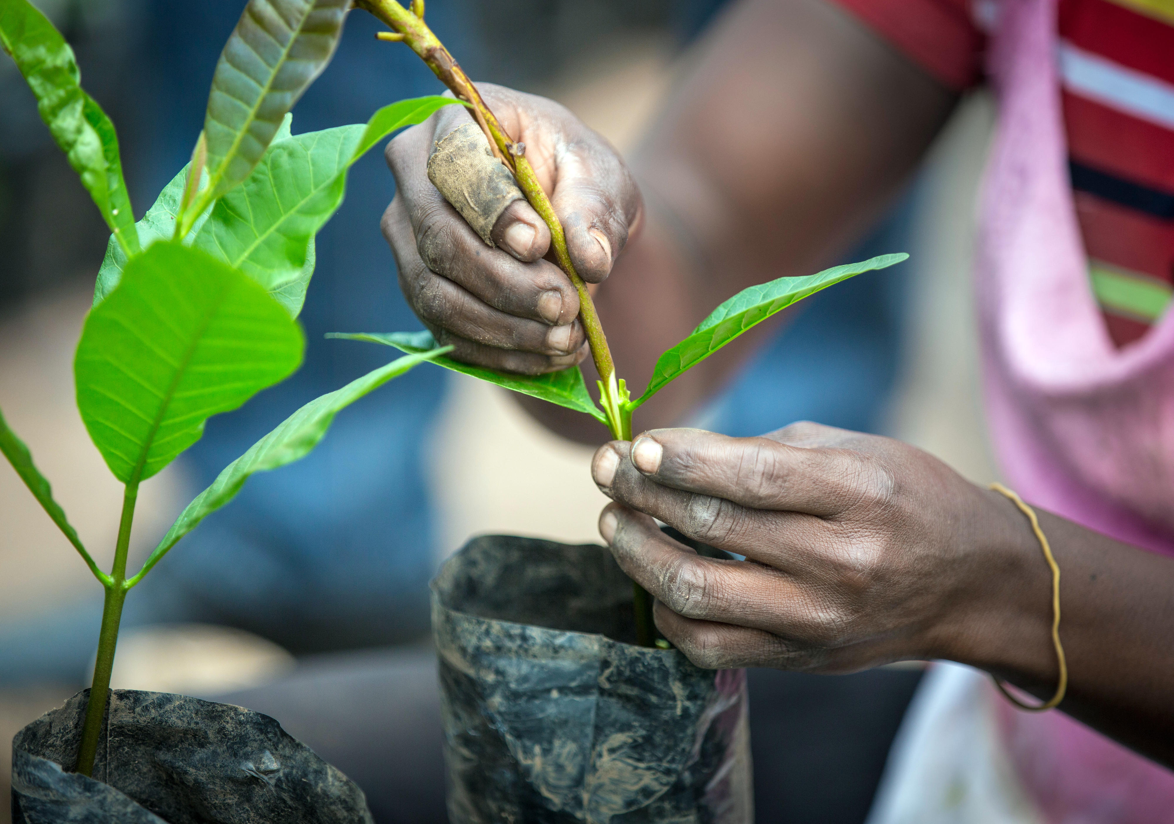 Cashew plants are cultivated in a research facility in Wenchi (Ghana).