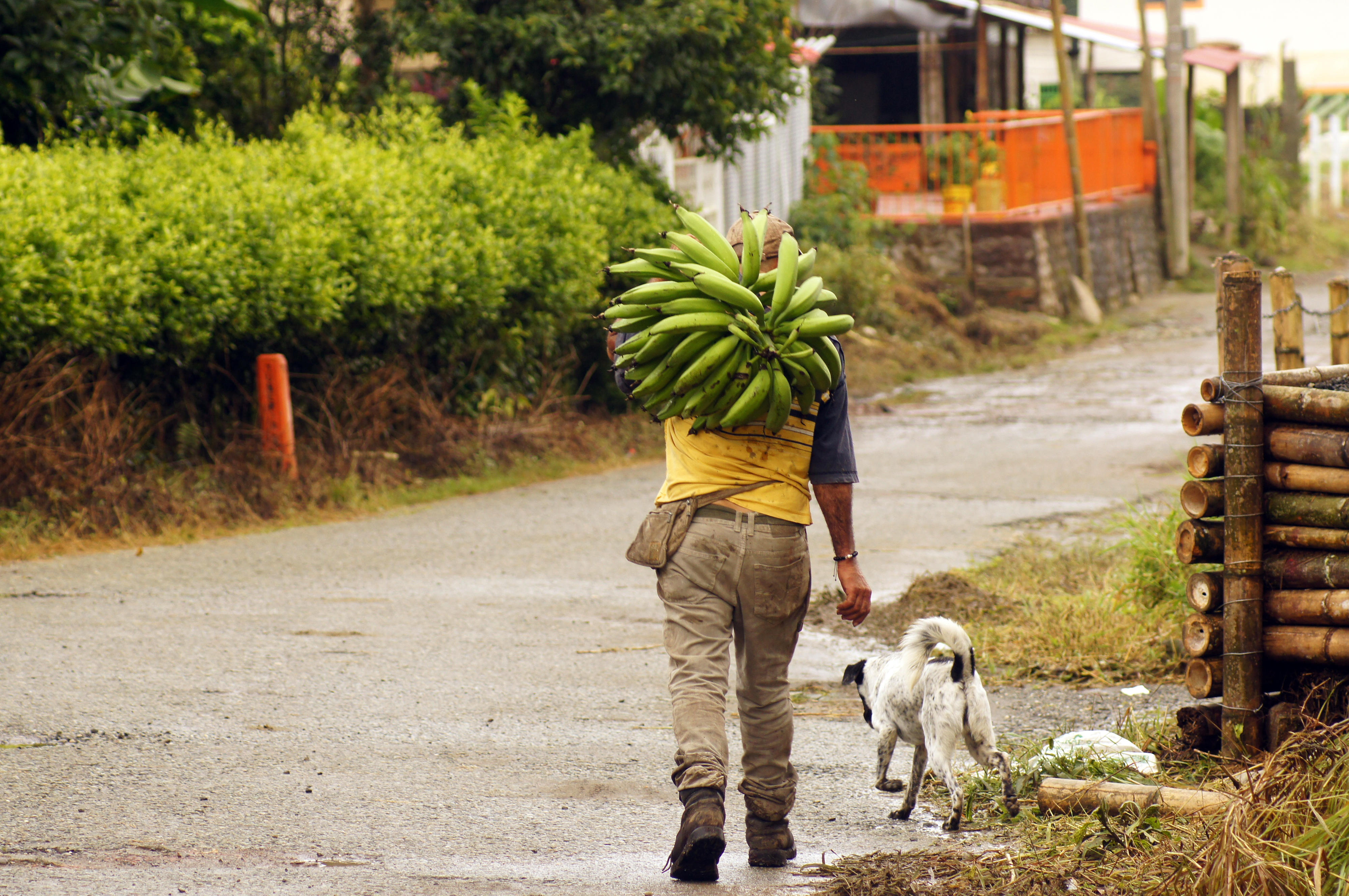 Ein Bauer in der Provinz Quindío, Kolumbien