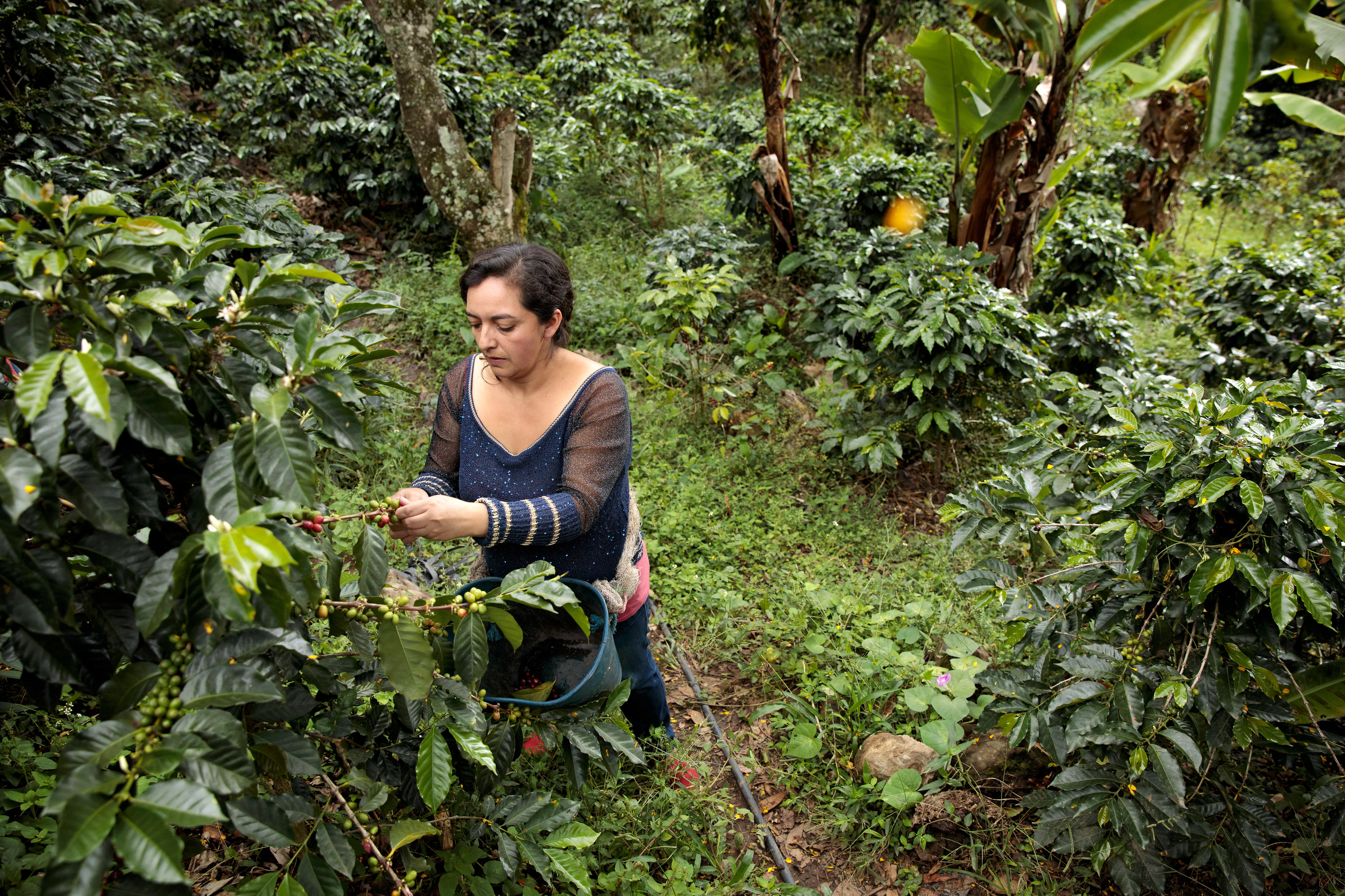 Cielo Gomez, eine Kaffeebäuerin aus der Gemeinde El Tablón de Gómez, im Südosten des Nariño-Territoriums in Kolumbien. Ihre Familie hat im Rahmen des Friedensprozesses Land, das illegal besetzt war, wieder zurückerhalten. Durch ein UN-Women-Projekt hat sie erreicht, dass ein Teil des Landes auf ihren Namen eingetragen ist. Gemeinsam mit anderen Kaffeebäuerinnen in der Region kann sie sich jetzt eine wirtschaftlich stabilere Zukunft aufbauen.