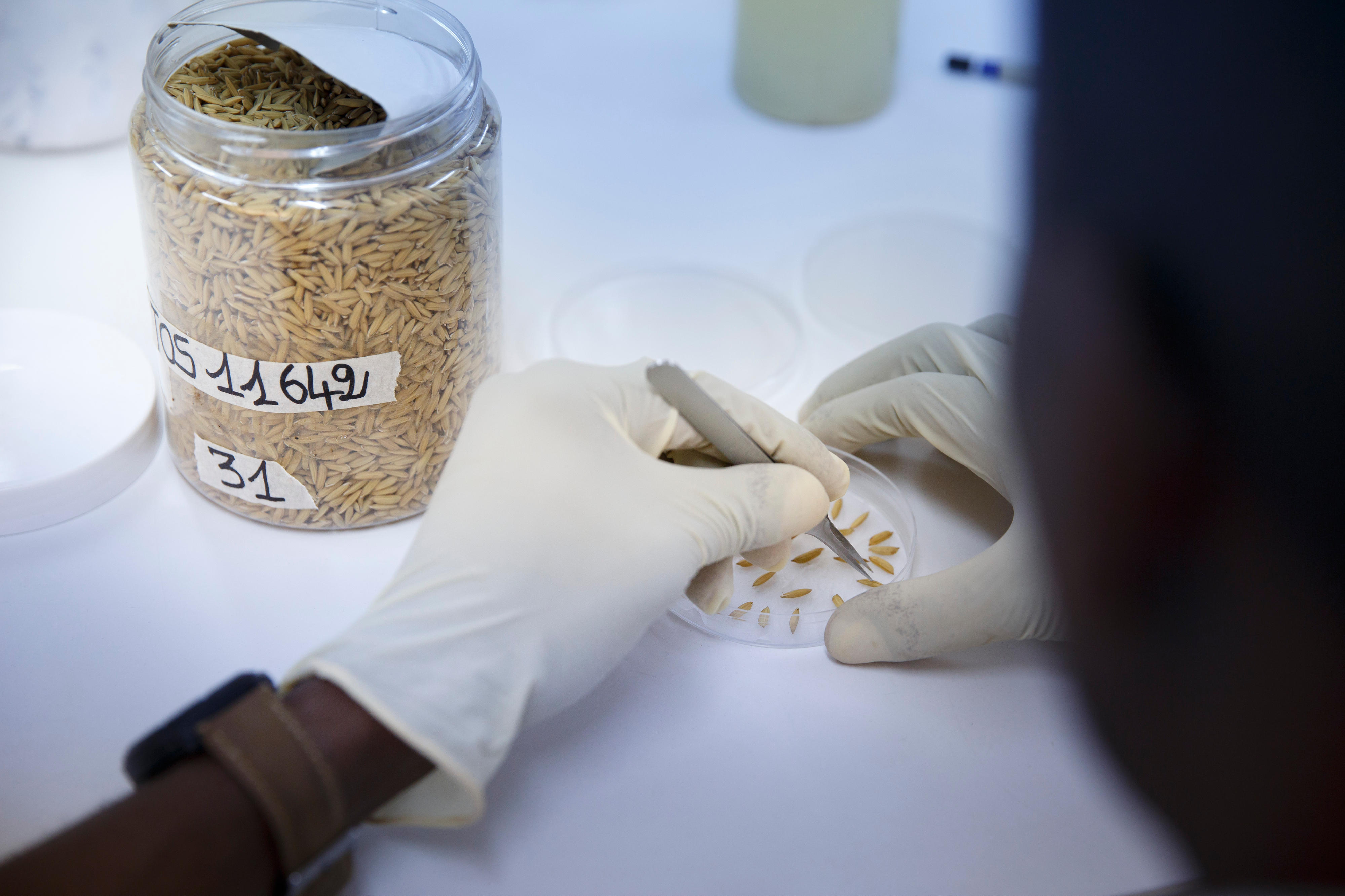 Forscher im Labor des Africa Rice Center in Benin