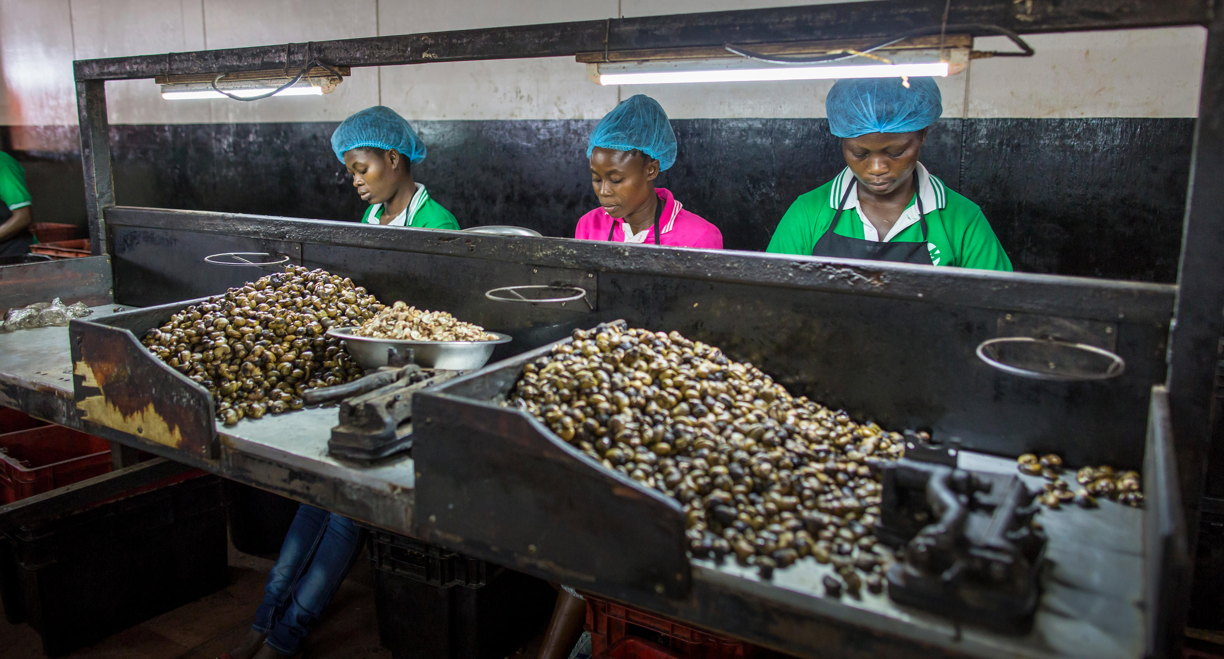 Mitarbeiter in einem Betrieb in Ghana, der Cashewnüsse verarbeitet