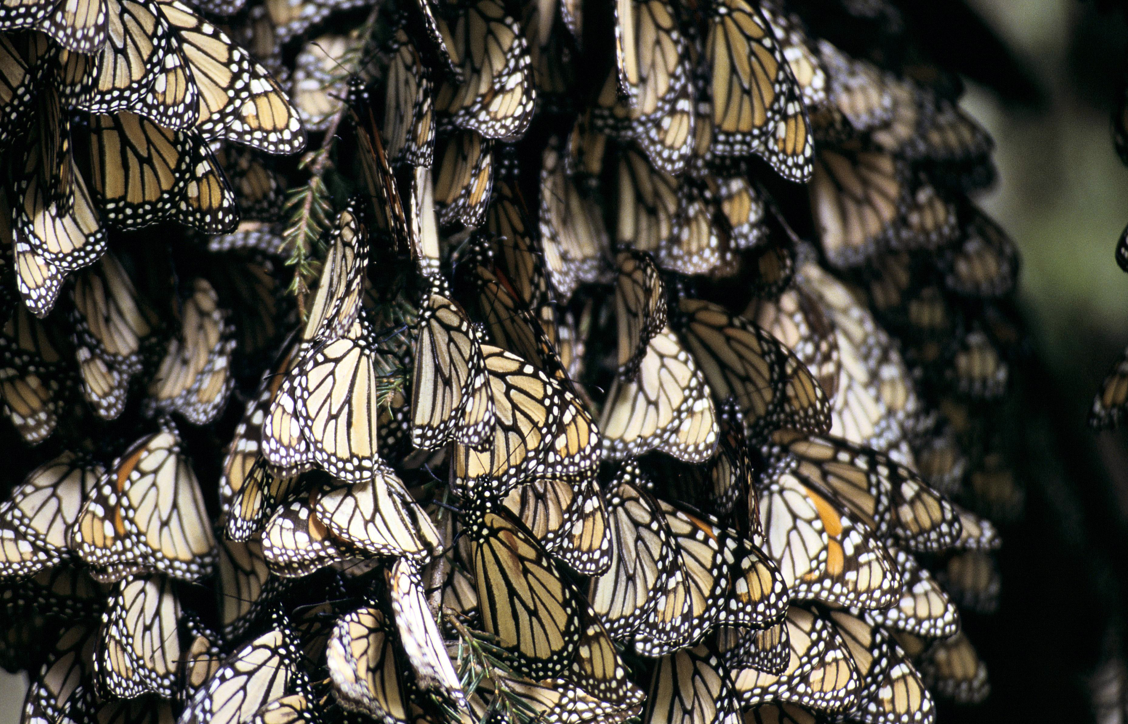Schmetterlinge in Mexiko