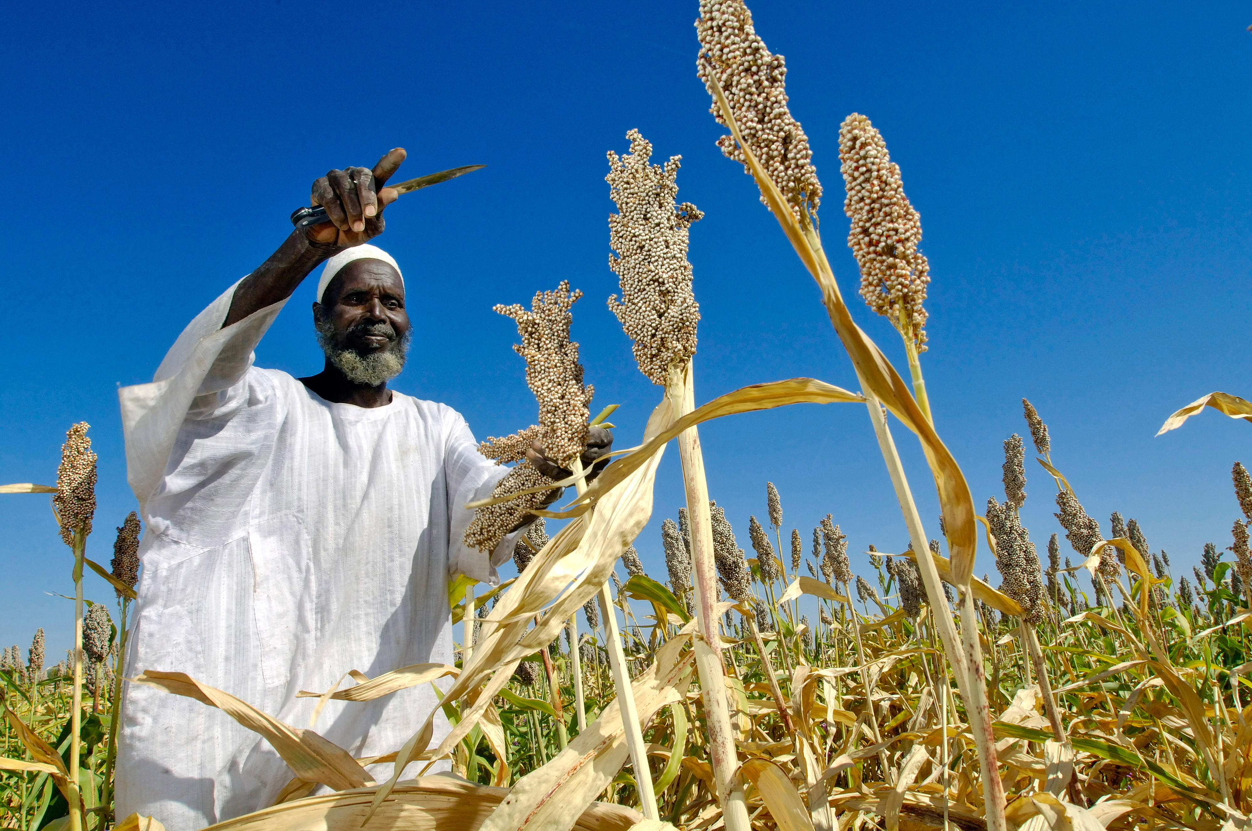 Ein sudanesischer Bauer erntet Hirse.