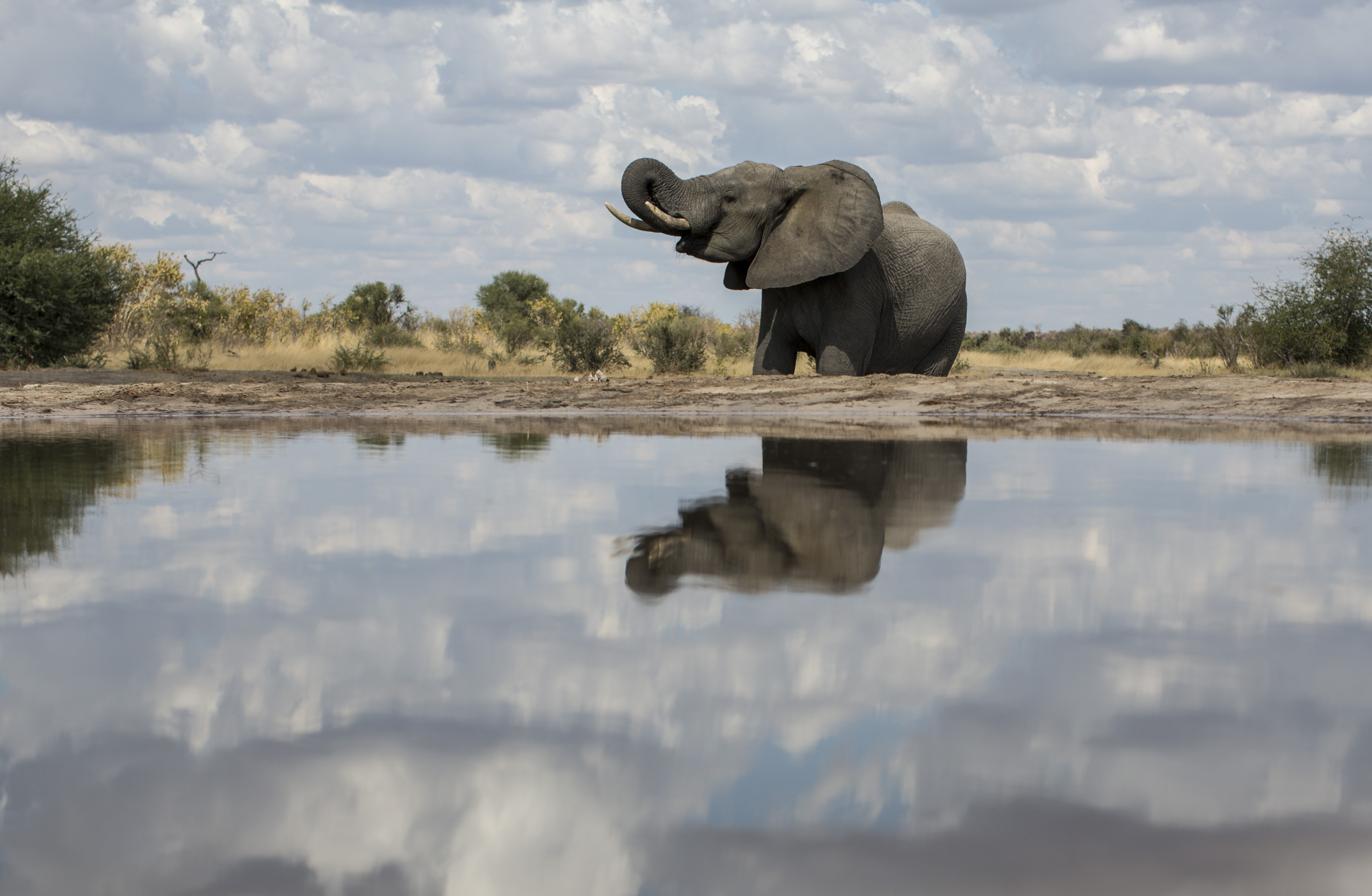 Elefant an einem Wasserloch im Khaudum-Nationalpark in Namibia. Der Park ist Teil des grenzübergreifenden Schutzgebietes KaZa.